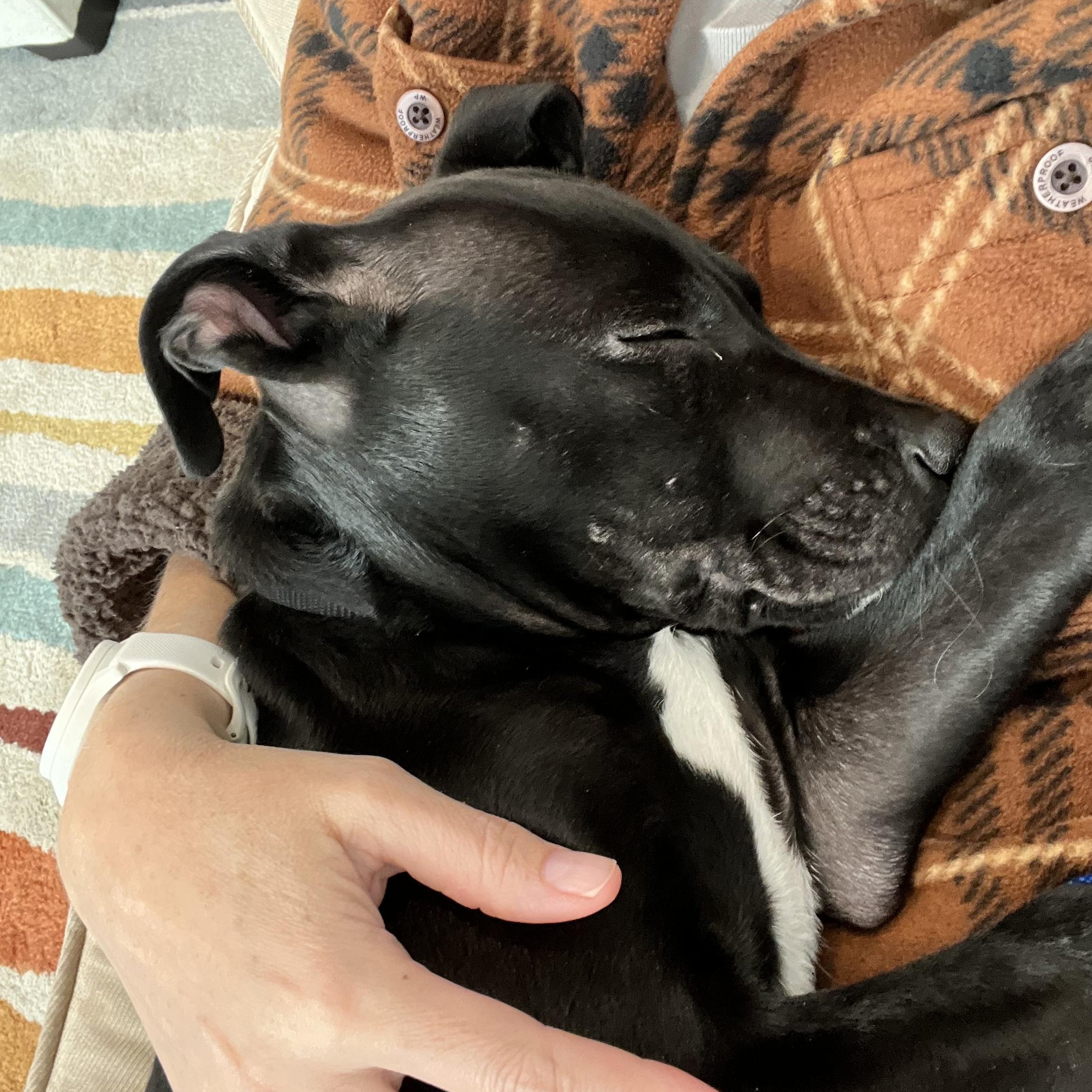 Luffy, a Adoptable mixed breed in Columbia, MD image 6/6