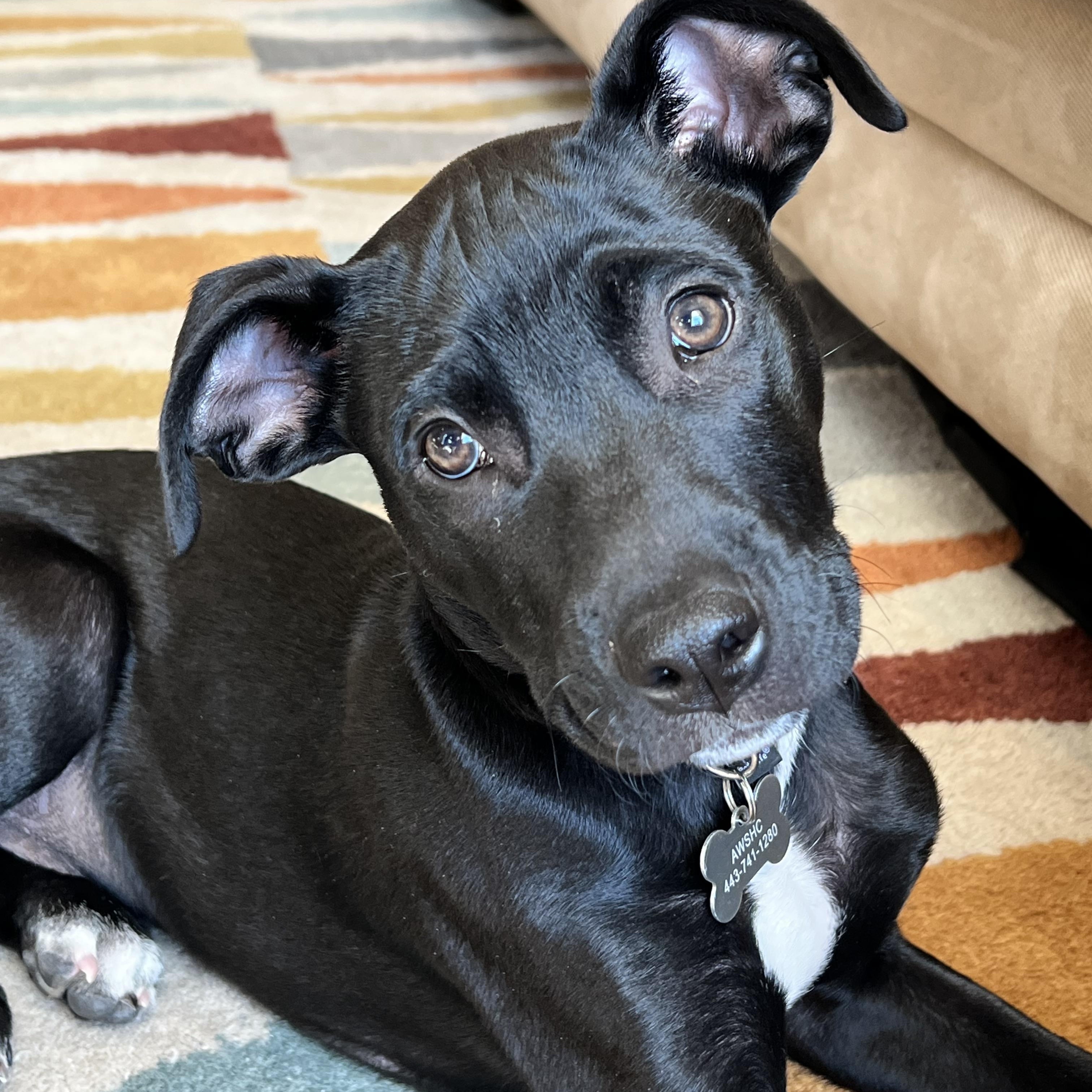 Luffy, a Adoptable mixed breed in Columbia, MD image 2/6