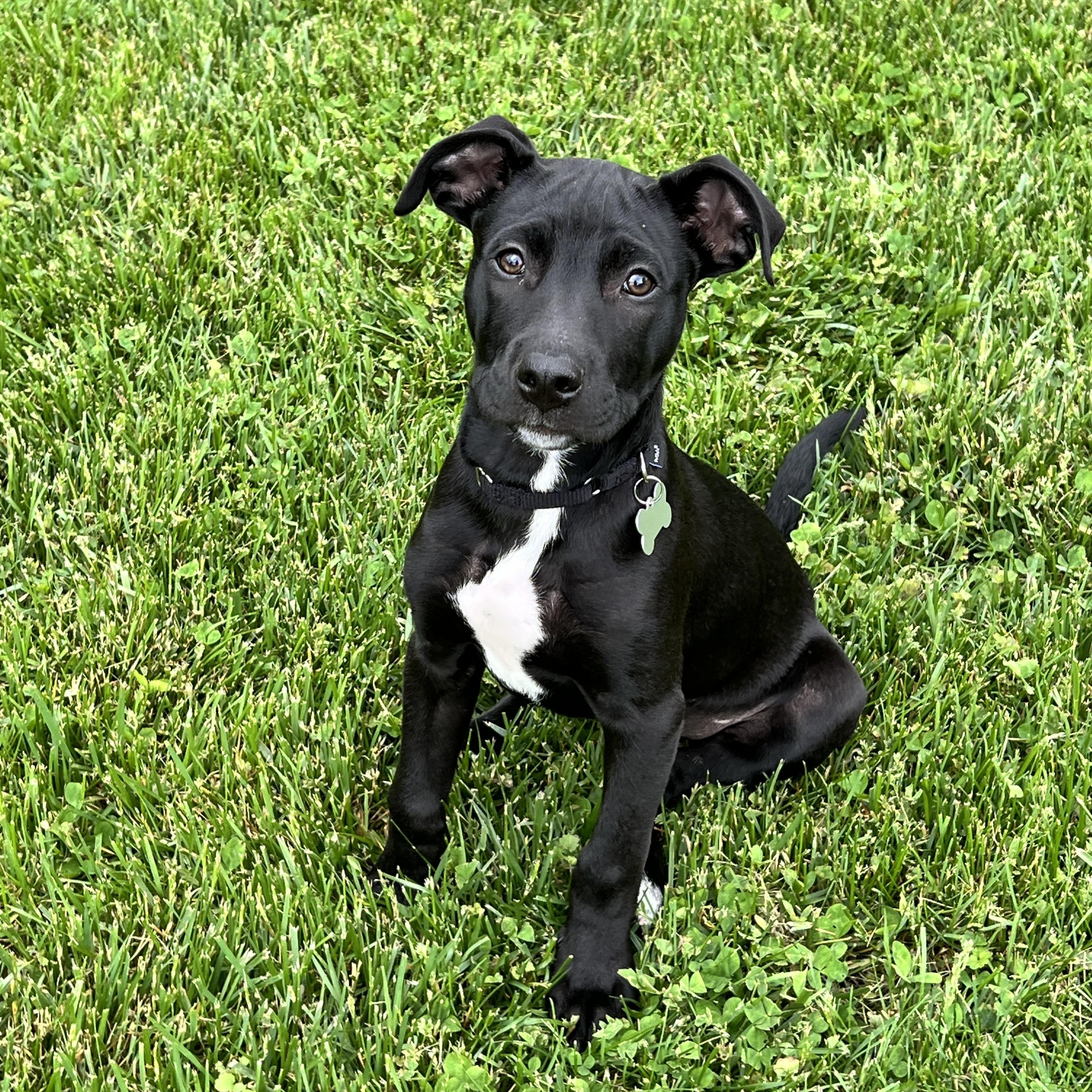 Luffy, Adoptable, Puppy Male Mixed Breed.