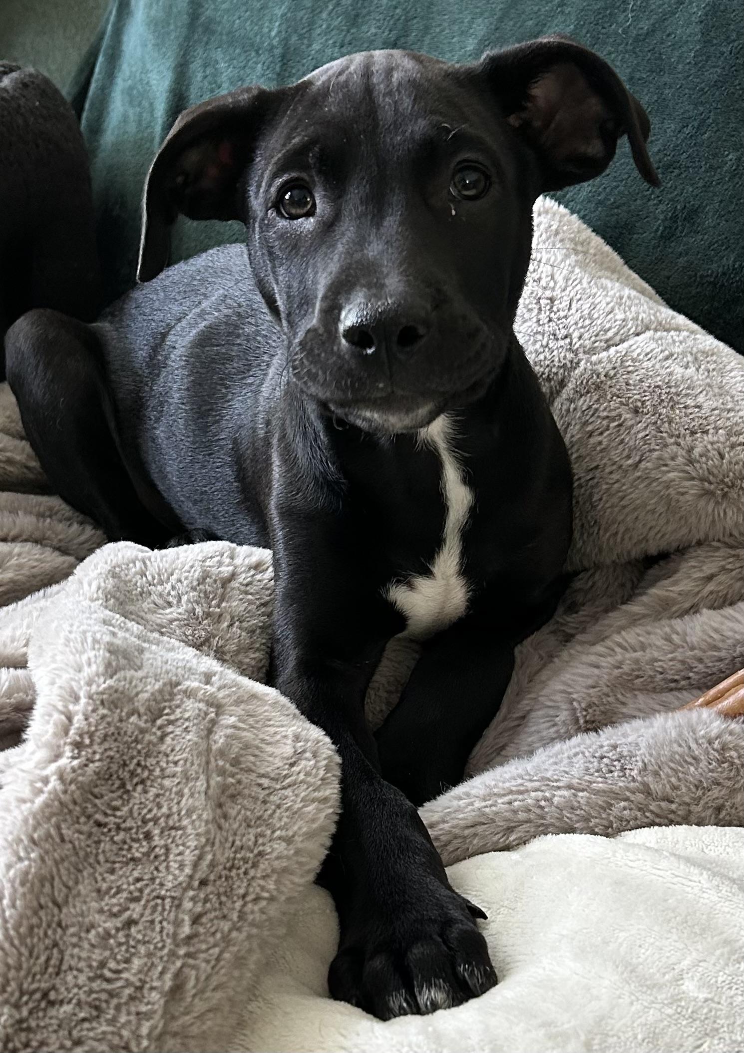 Luffy, a Adoptable mixed breed in Columbia, MD image 5/6