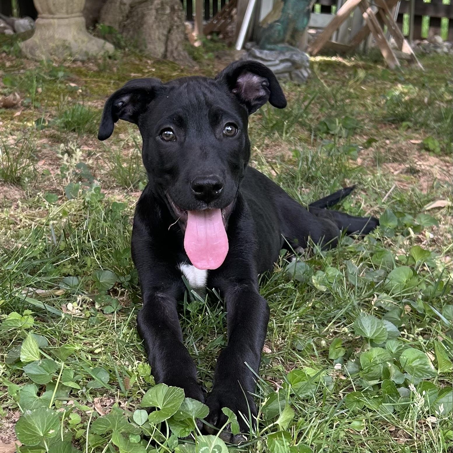 Luffy, a Adoptable mixed breed in Columbia, MD image 3/6