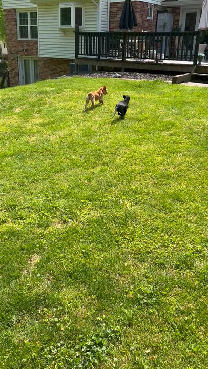 Enlarge Luffy, a Adoptable mixed breed in Columbia, MD video 4/6
