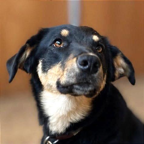 Deega, Adoptable, Adult Female Shepherd & Mixed Breed.