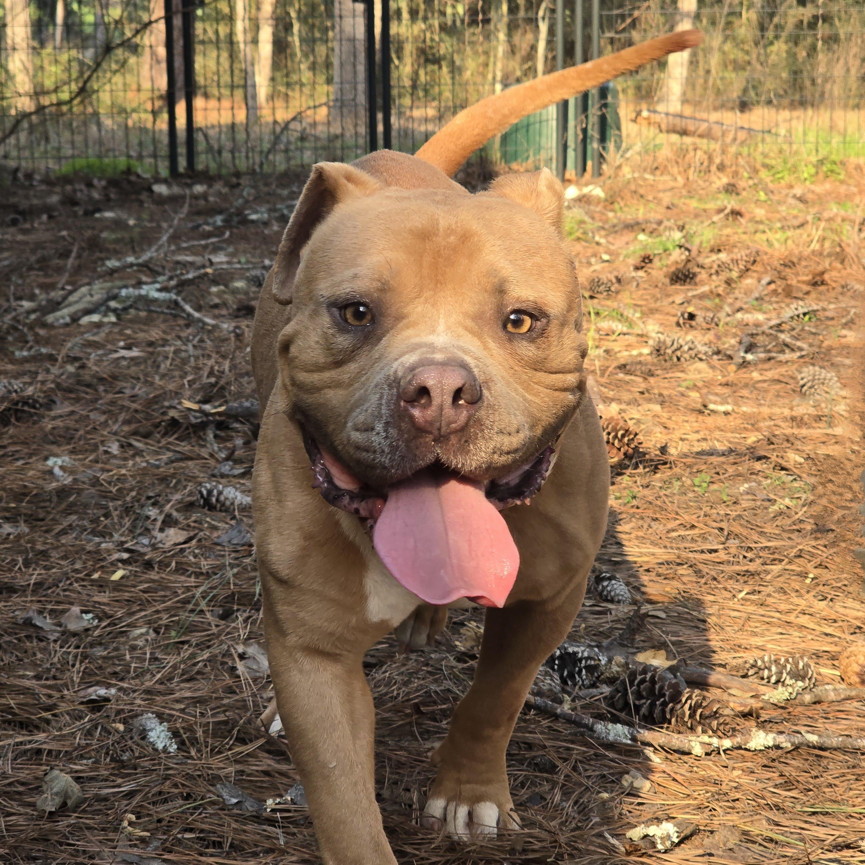 Chase, Adopted, Adult Male American Bully.