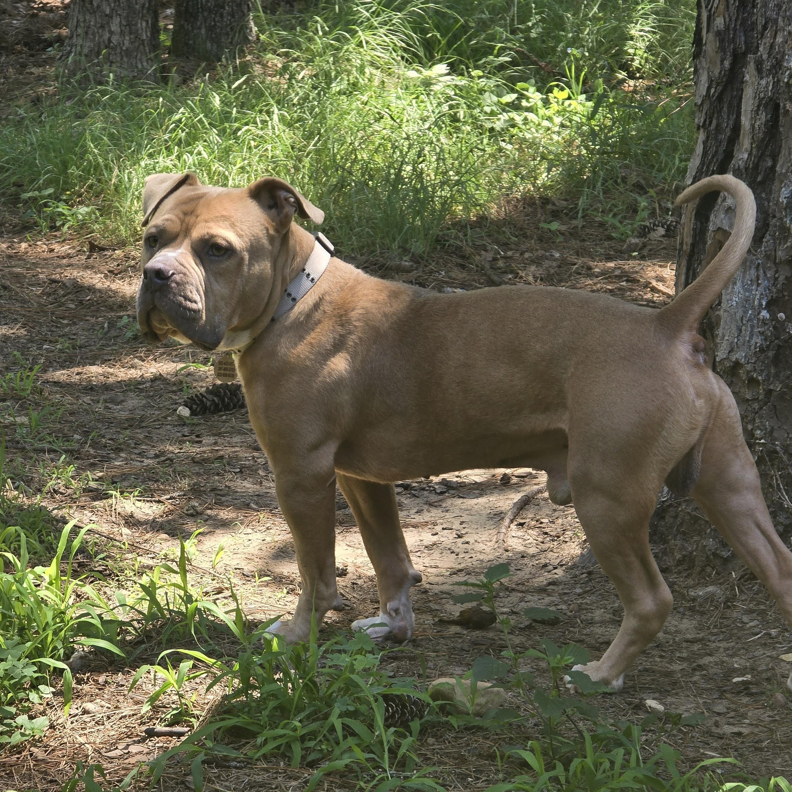 Chase, a Adopted American Bully in Bastrop, TX image 4/5