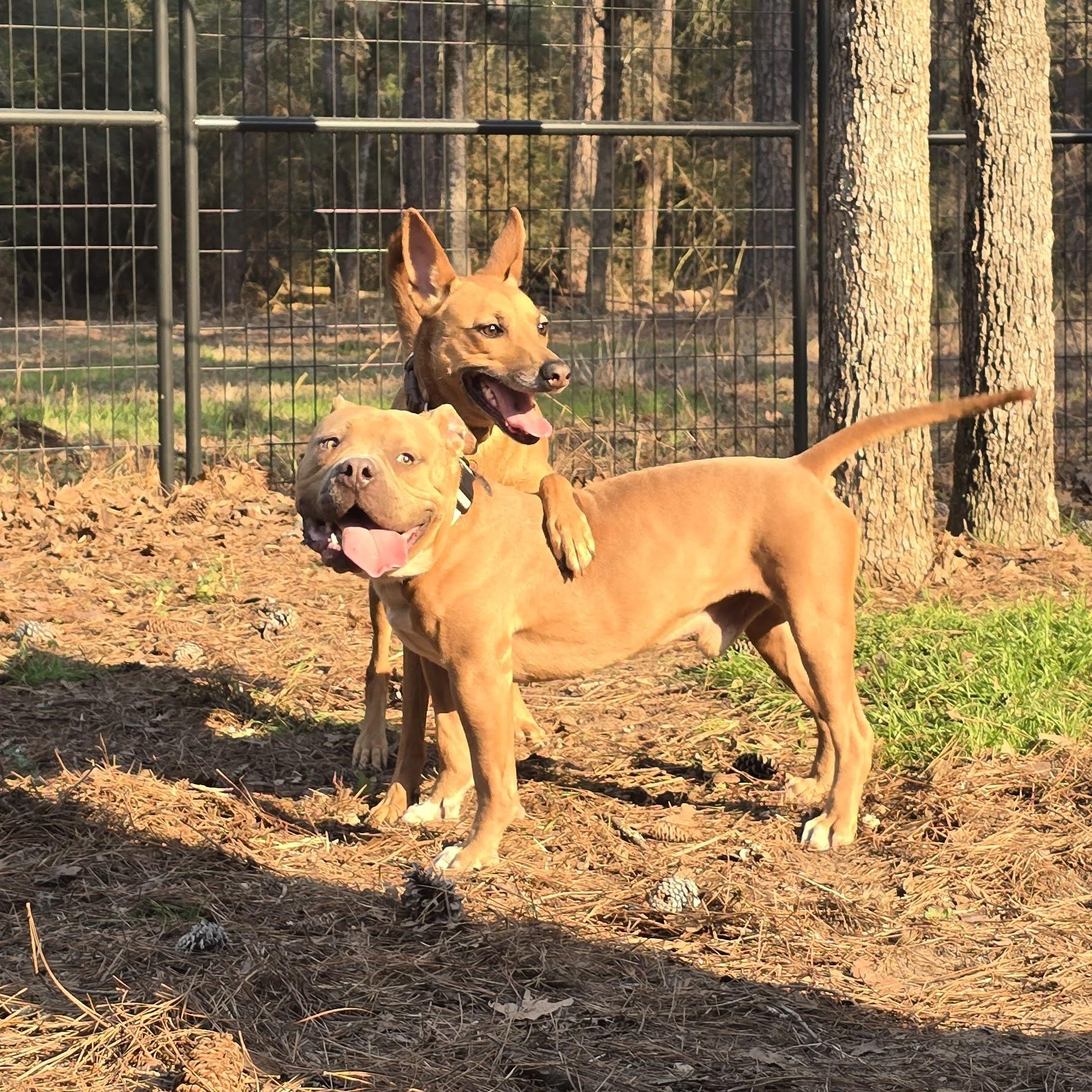 Chase, a Adopted American Bully in Bastrop, TX image 3/5