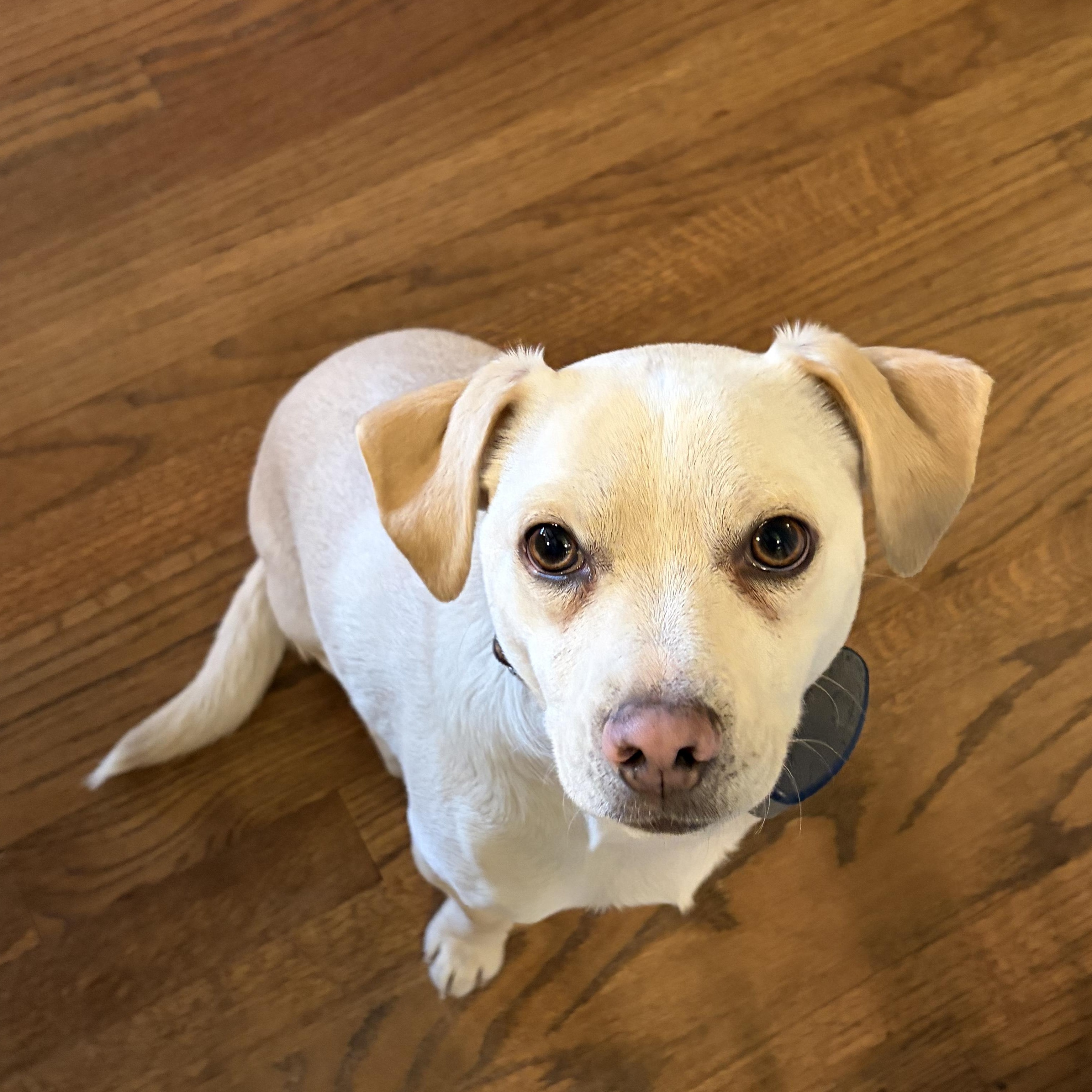 Kevin McAllister, ADOPTABLE, Young Male Chihuahua & Cairn Terrier.