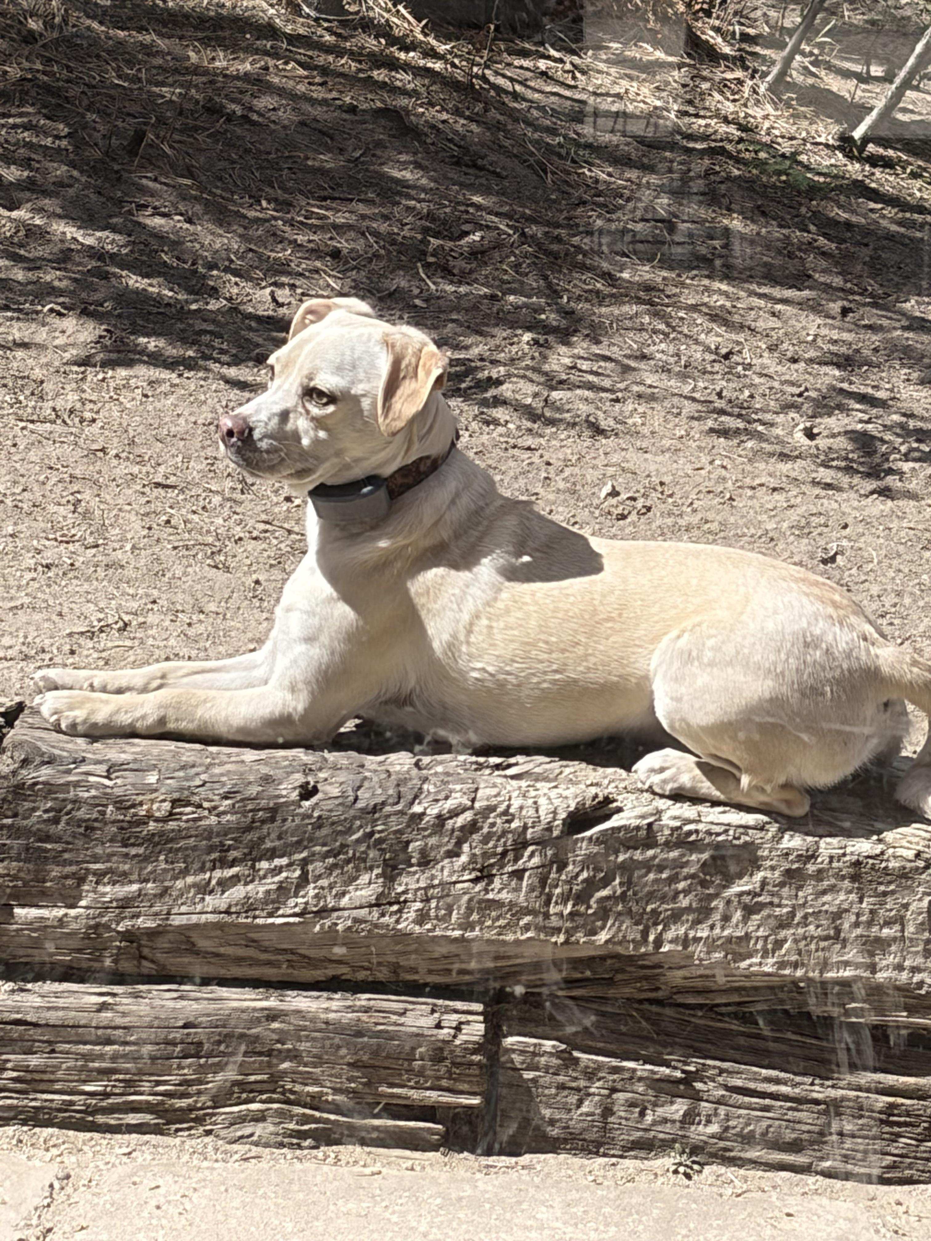 Kevin McAllister, ADOPTABLE, Young Male Chihuahua & Cairn Terrier.