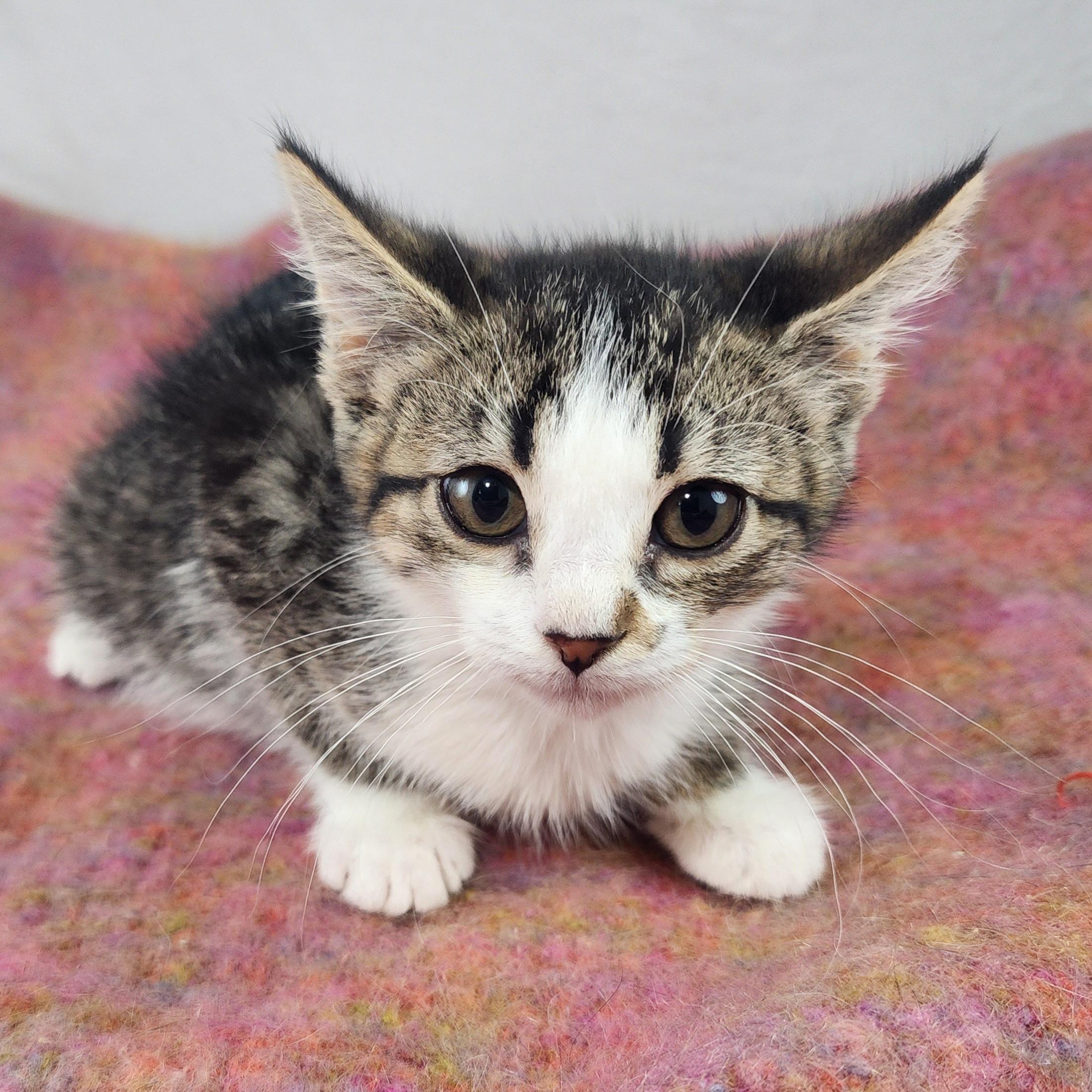 Blossom Domestic Short Hair Cat
