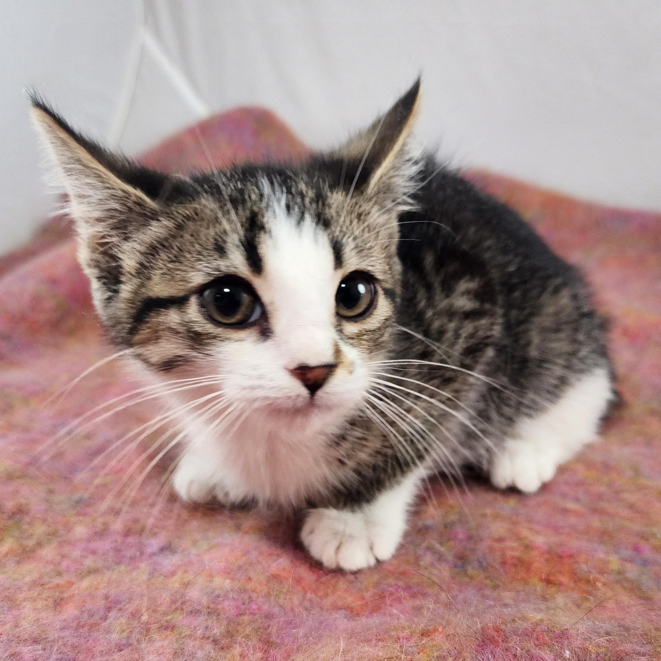 Enlarge Blossom, a Adopted Domestic Short Hair in New York, NY image 2/5