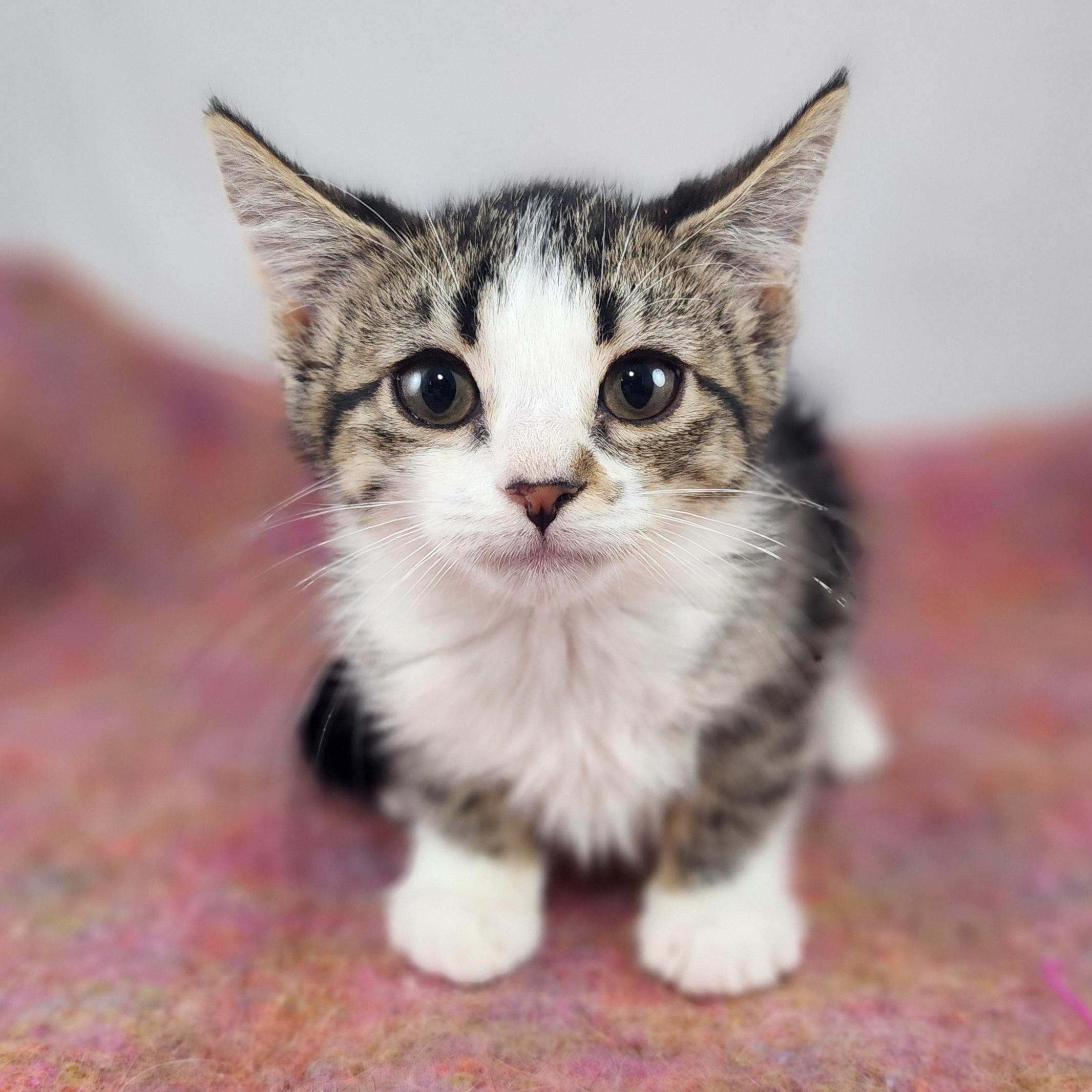 Enlarge Blossom, a Adopted Domestic Short Hair in New York, NY image 3/5