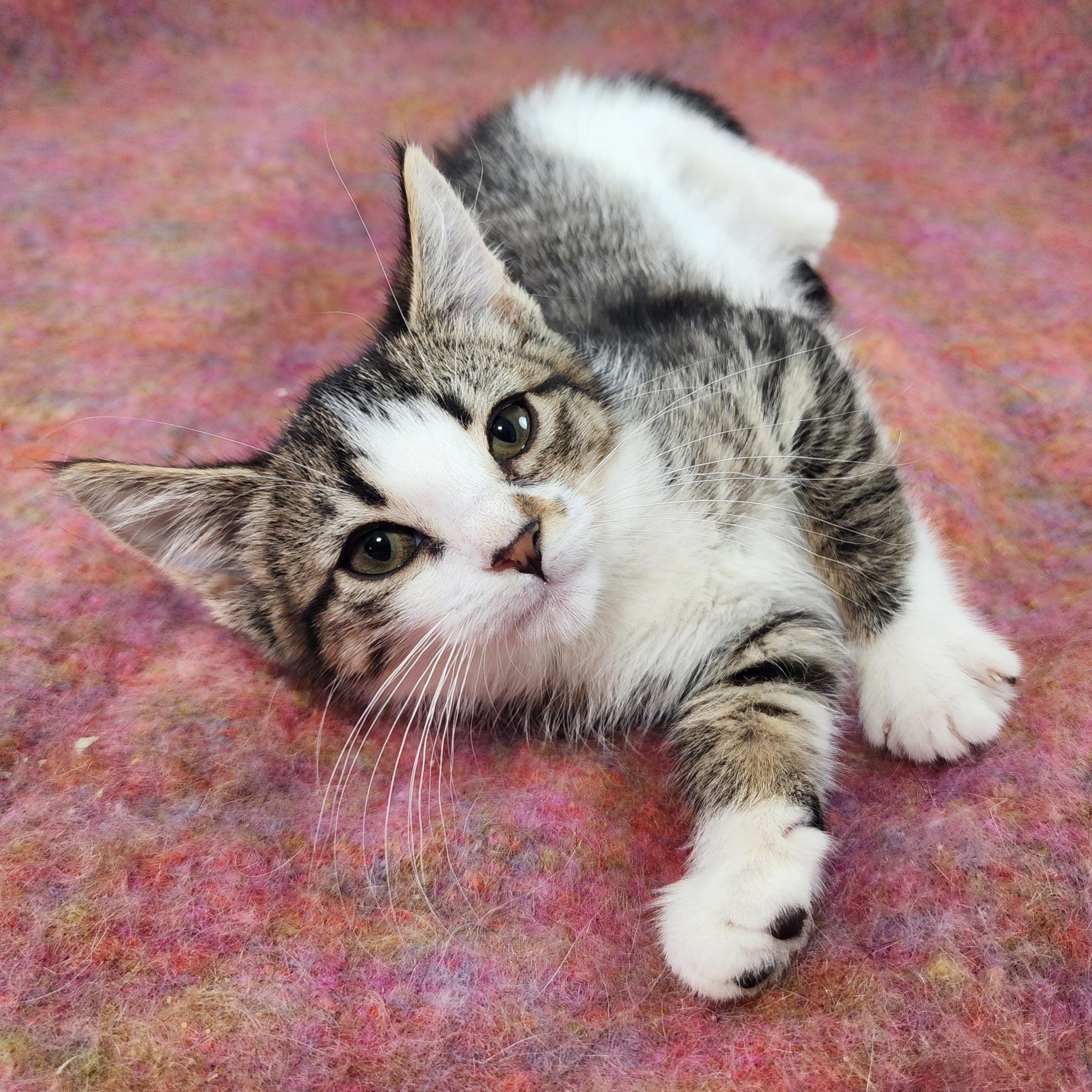 Enlarge Blossom, a Adopted Domestic Short Hair in New York, NY image 4/5