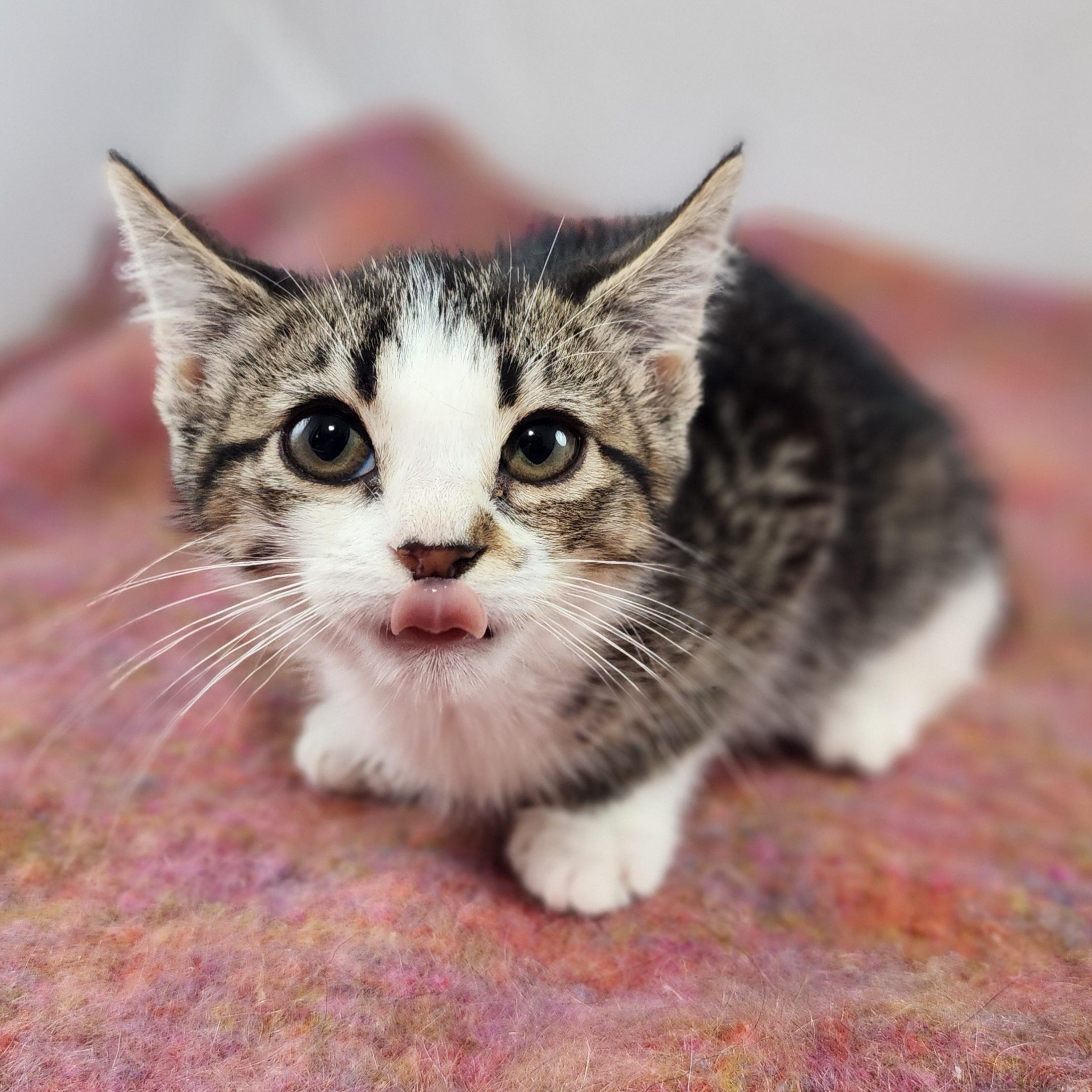 Enlarge Blossom, a Adopted Domestic Short Hair in New York, NY image 5/5