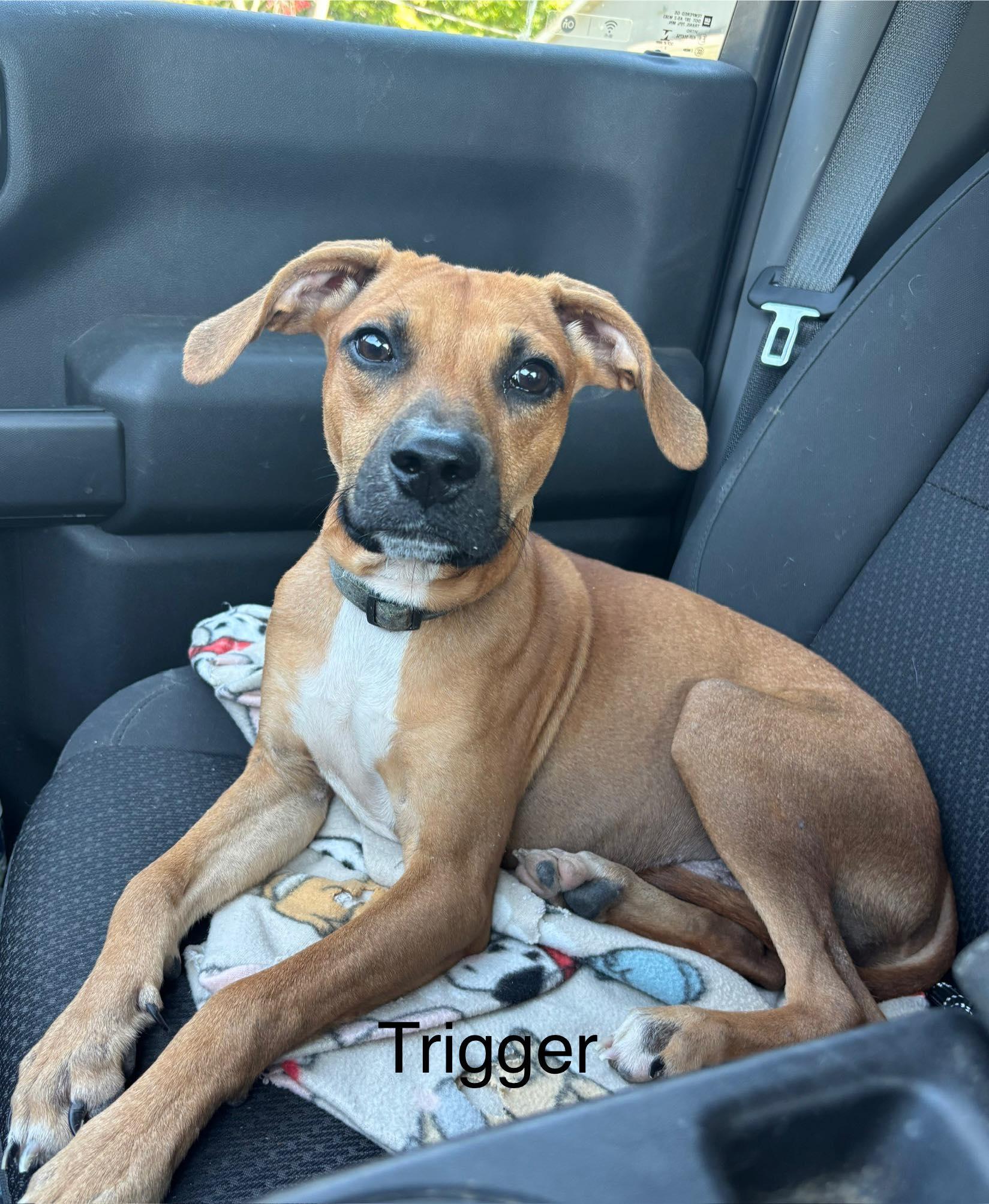 Trigger