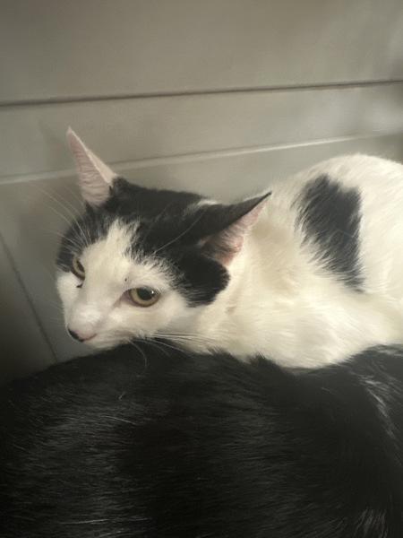 Enlarge Sugar (624), a Adoptable mixed breed in Marietta, GA image 1/1