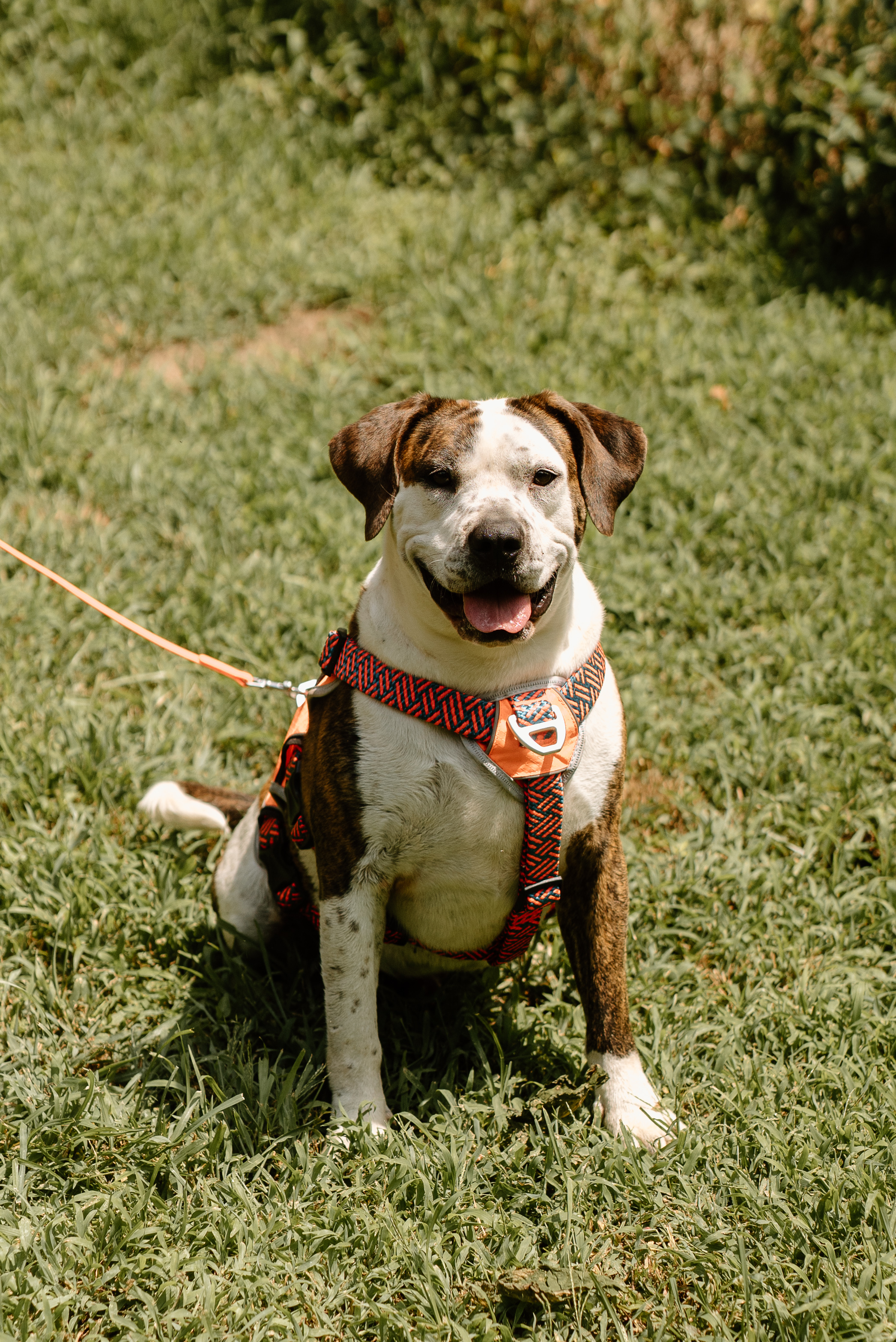 Dog for adoption Duncan (FostertoAdopt), a Mixed Breed in