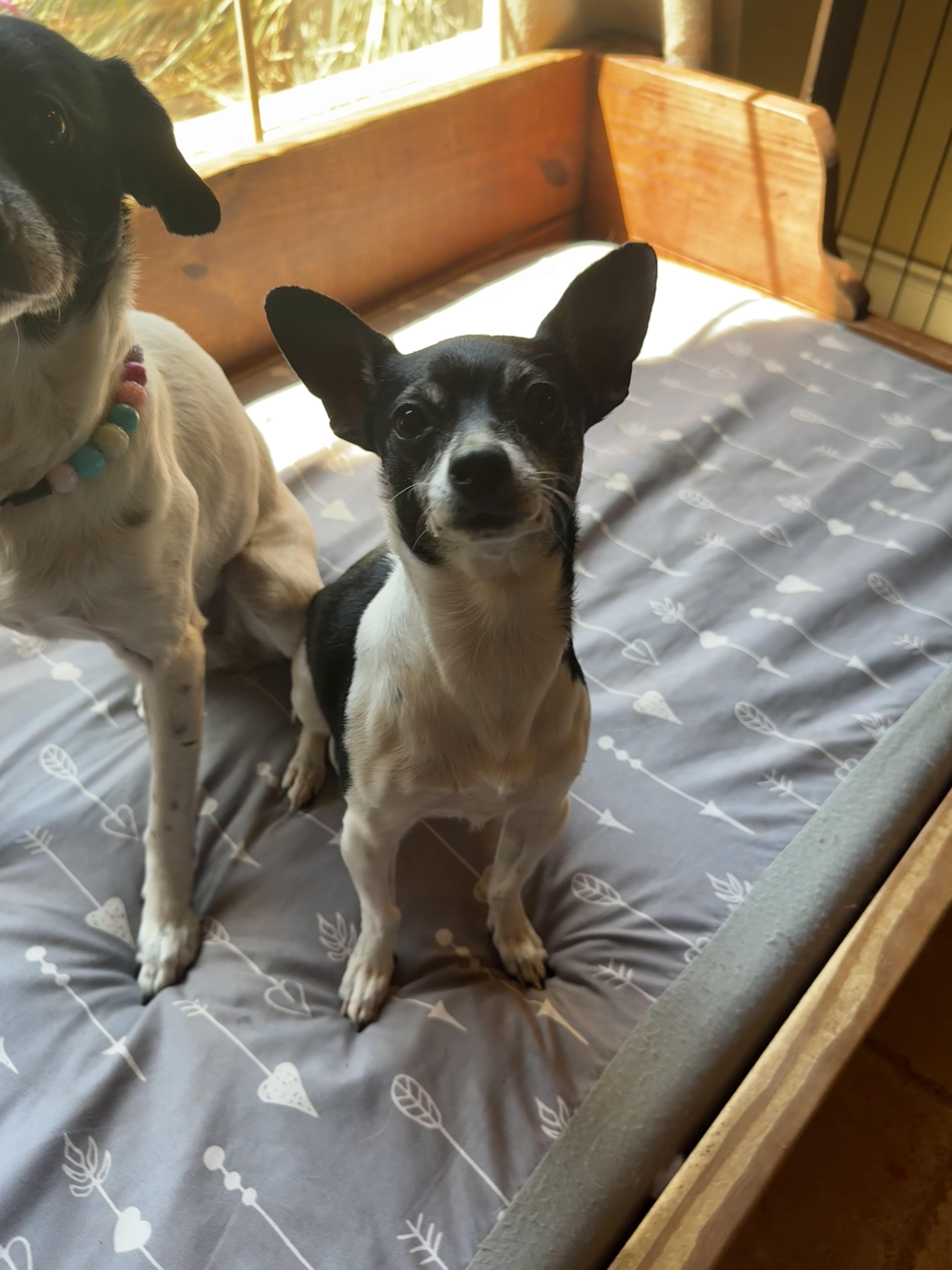 Georgia, adopted, Adult Female Jack Russell Terrier & Chihuahua.