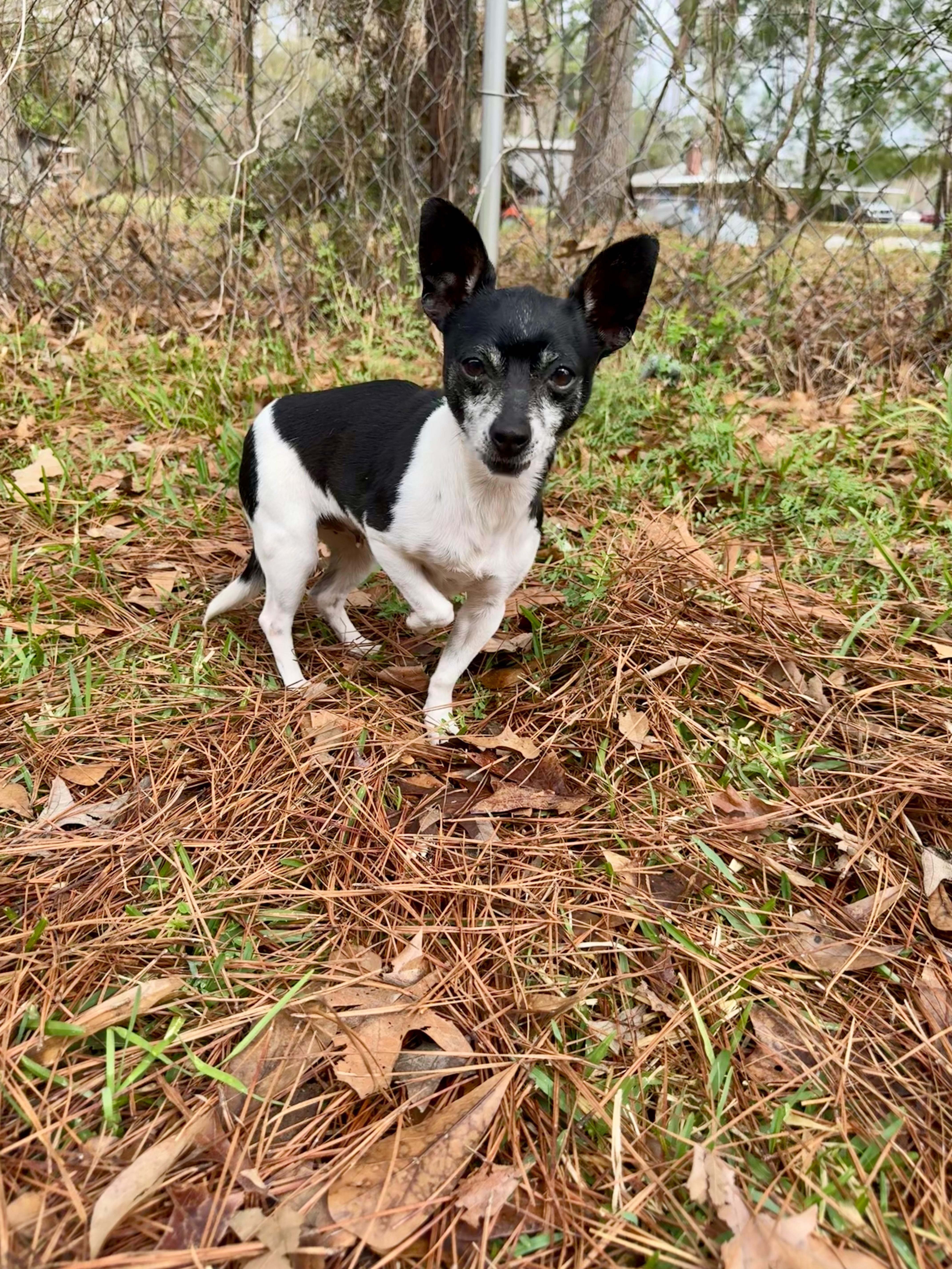 Georgia, an adopted mixed breed in Baton Rouge, LA image 3/5