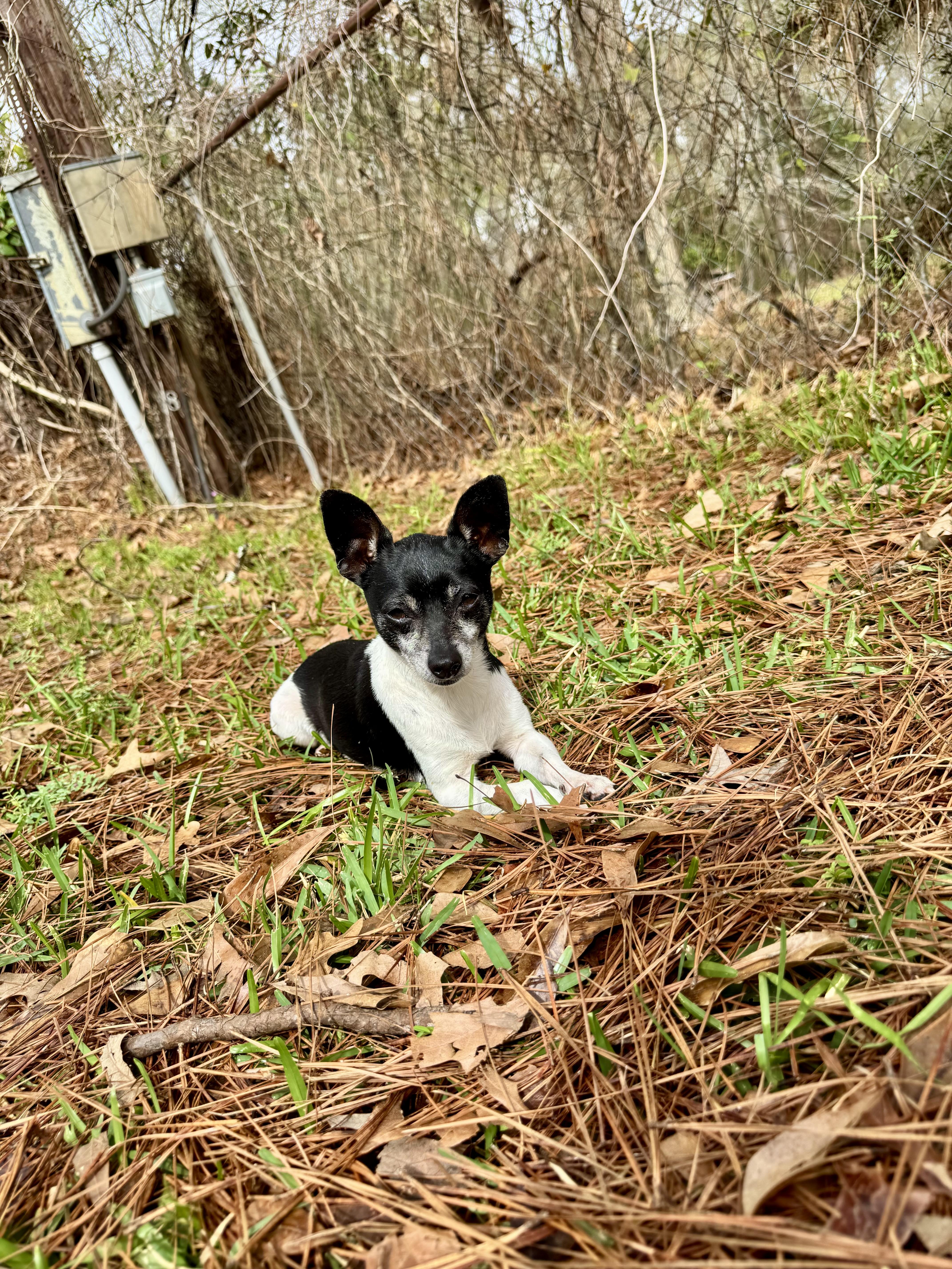 Georgia, an adopted mixed breed in Baton Rouge, LA image 2/5
