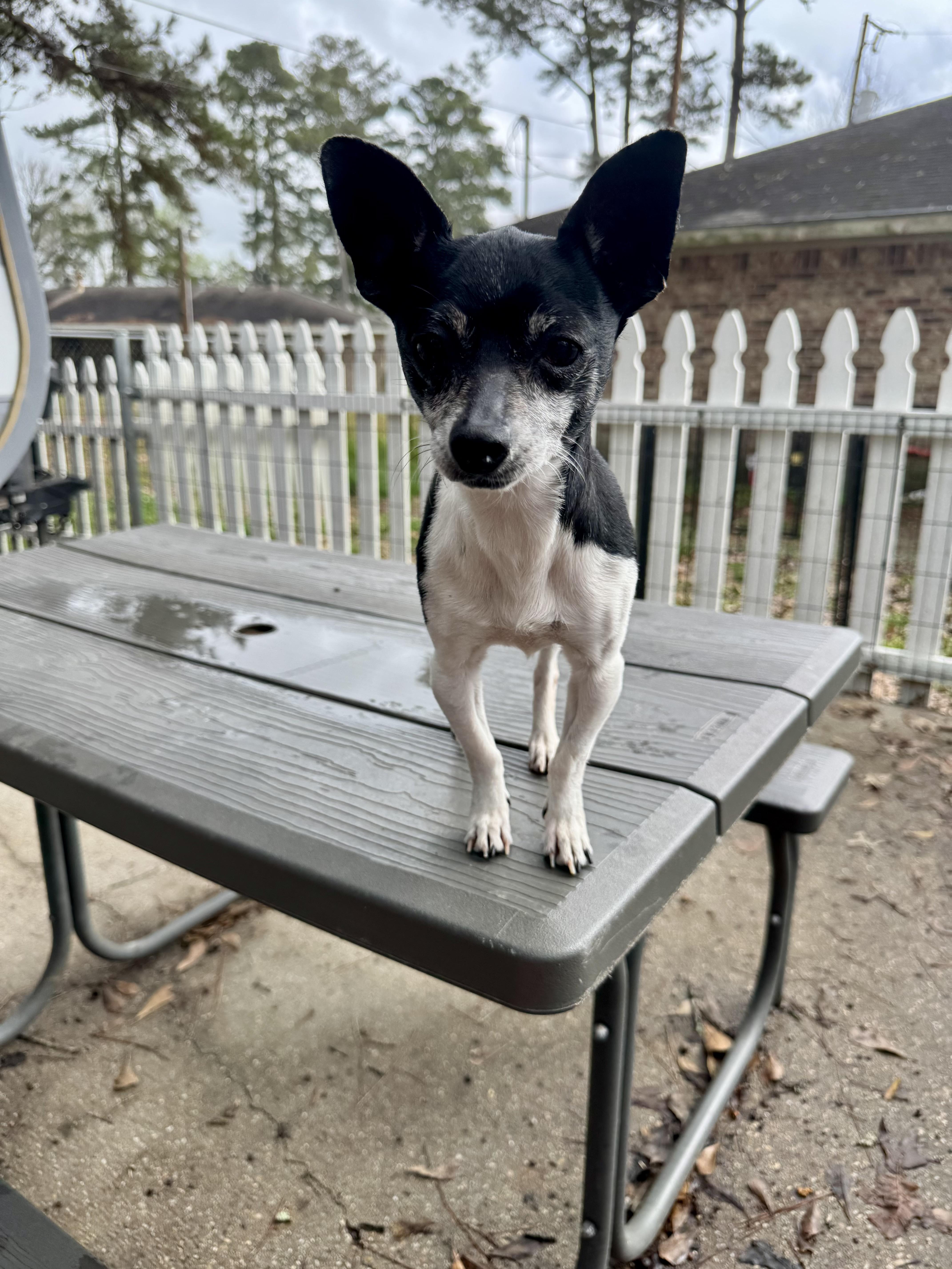 Georgia, an adopted mixed breed in Baton Rouge, LA image 4/5