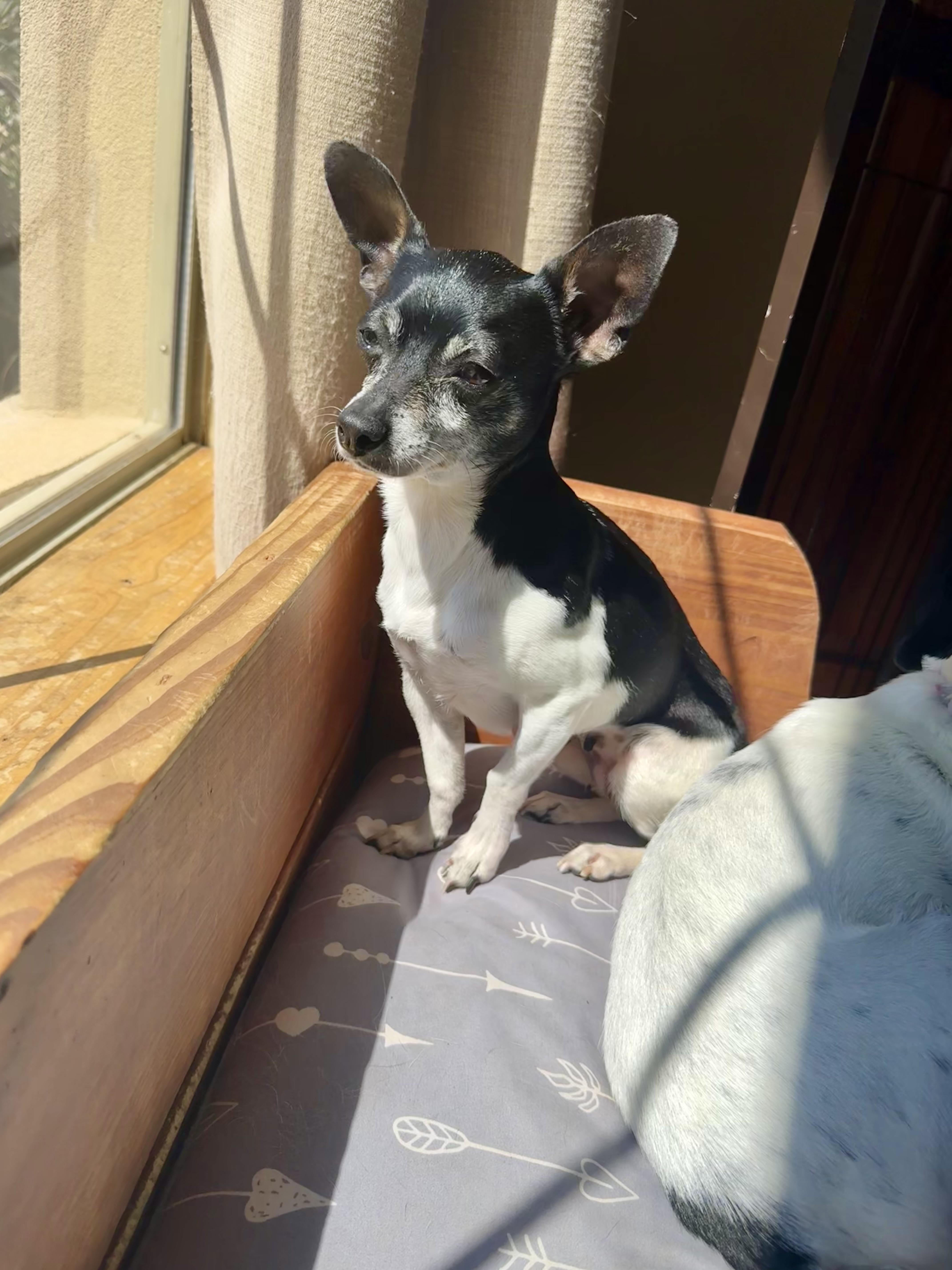 Georgia, an adopted mixed breed in Baton Rouge, LA image 5/5