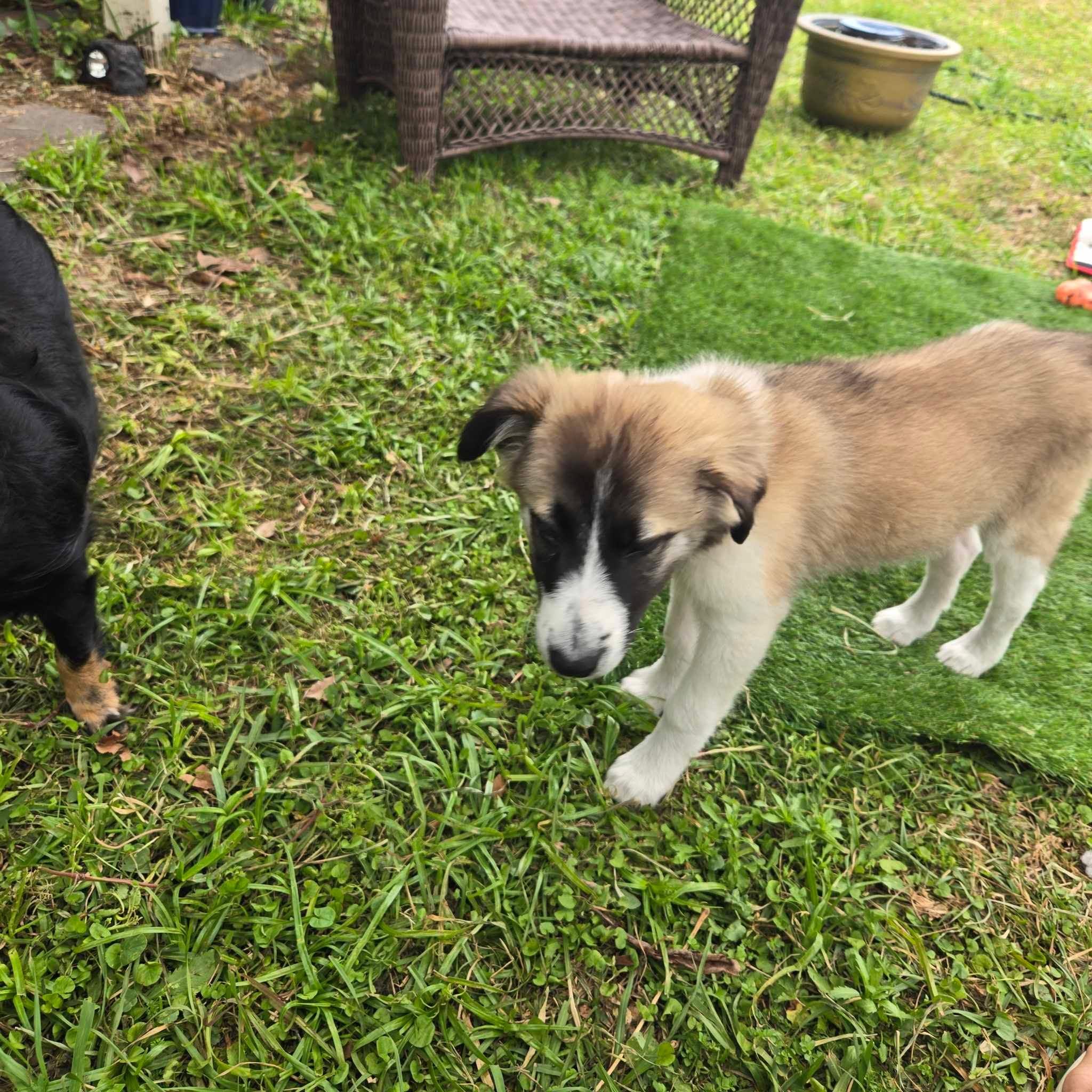 Enlarge Pretzel, a Adopted Great Pyrenees in Panama City, FL image 2/5