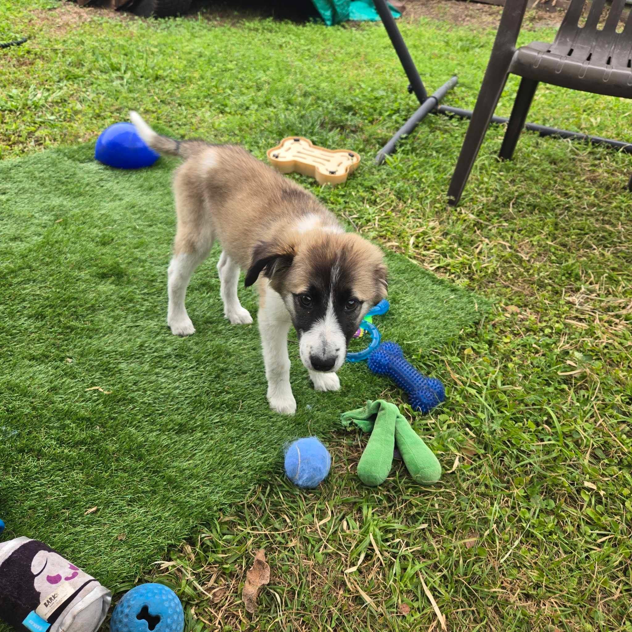 Enlarge Pretzel, a Adopted Great Pyrenees in Panama City, FL image 3/5