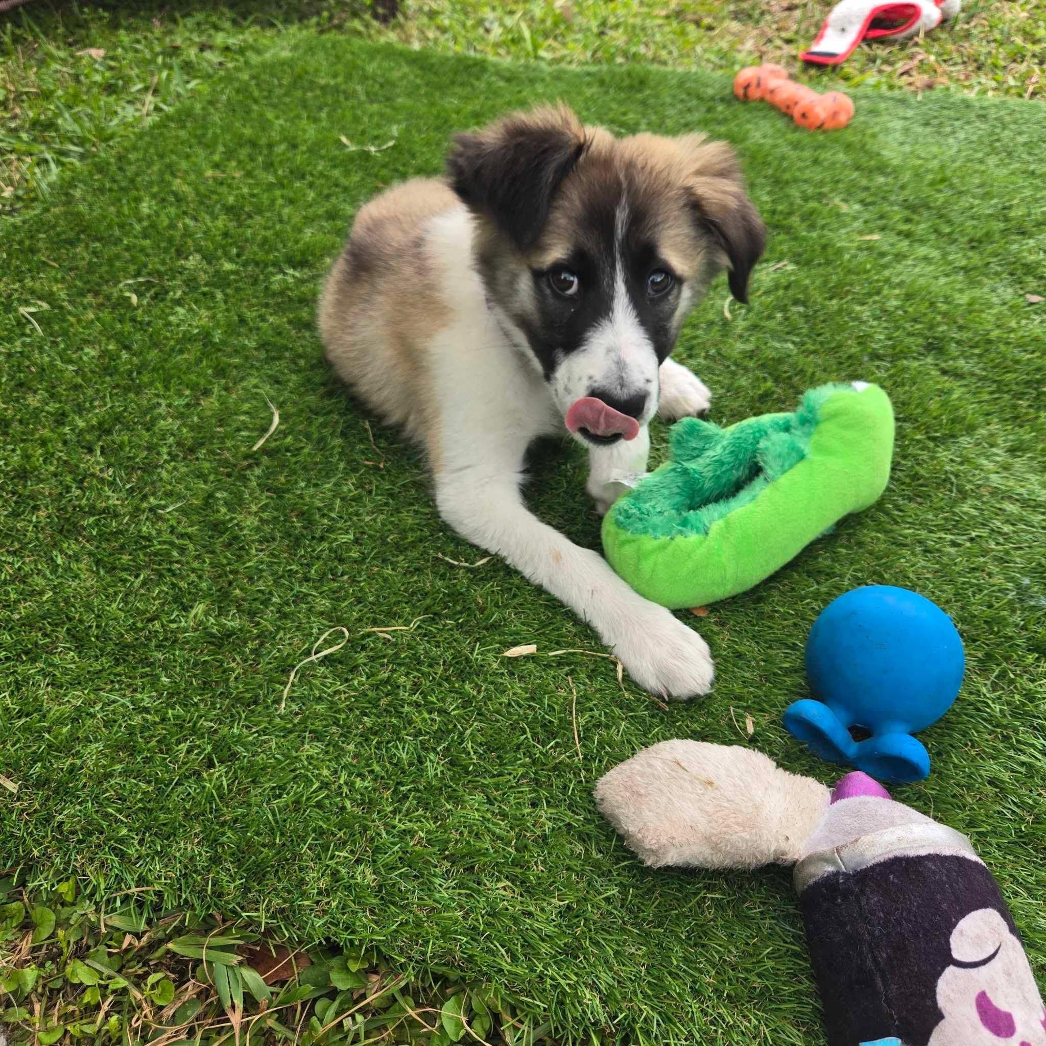 Enlarge Pretzel, a Adopted Great Pyrenees in Panama City, FL image 5/5