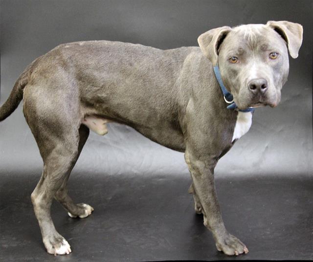 Enlarge SMOKEY, a Adoptable mixed breed in Winter Haven, FL image 1/1