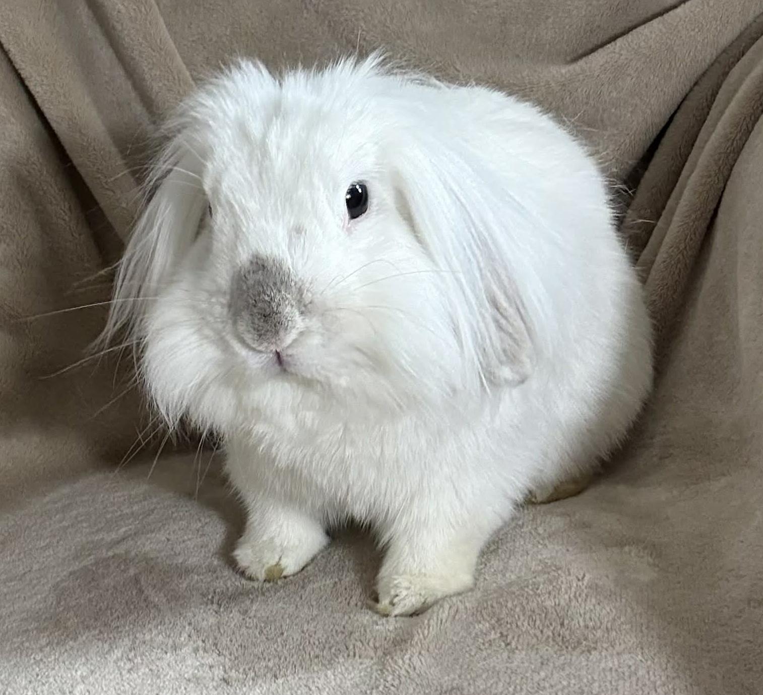 Clawde and Bonnie - BONDED Teeny TINY THERAPY BUNNIES - videos!!, a Adoptable Mini Lop in Bedford Hills, NY image 2/6