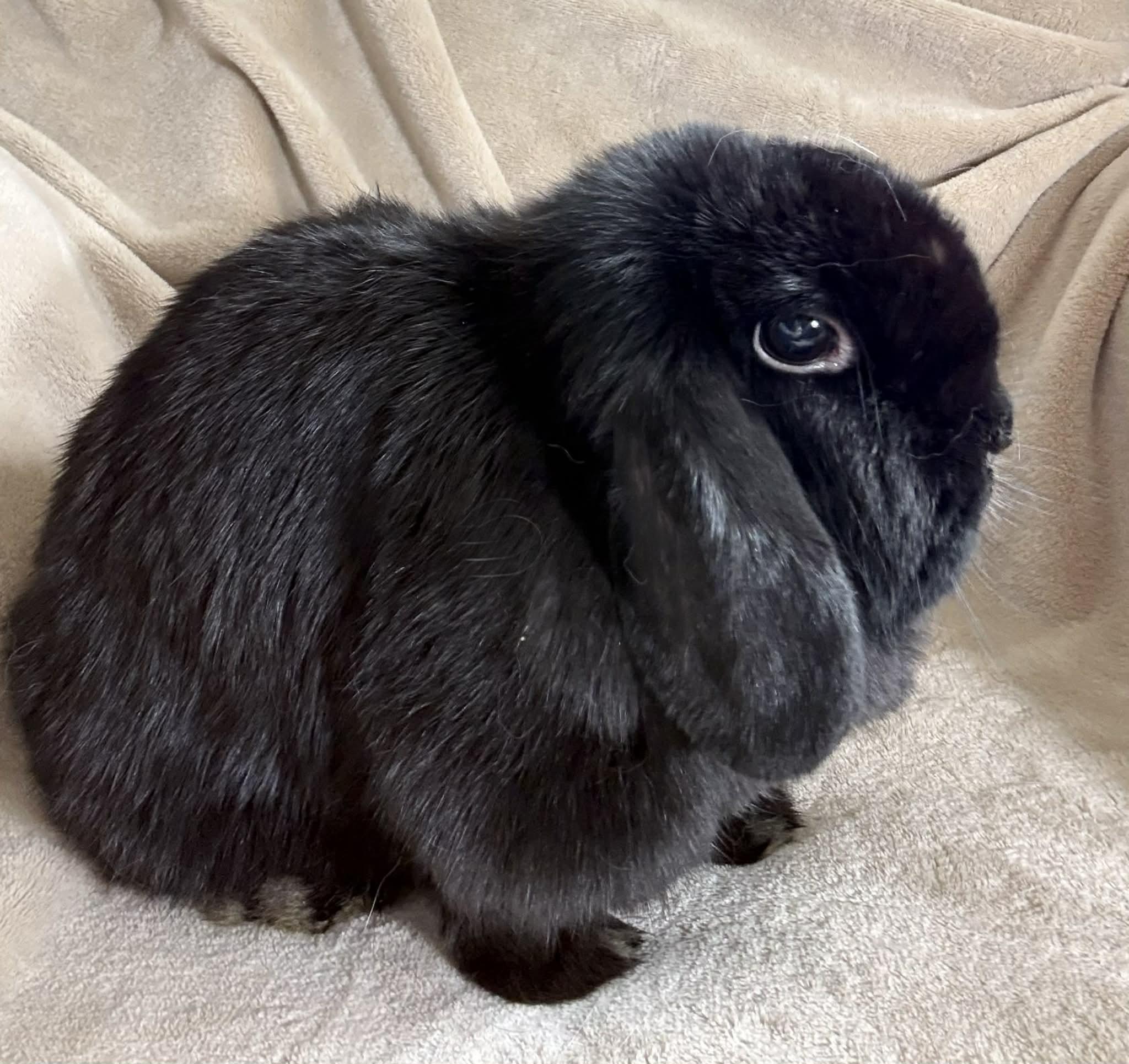 Clawde and Bonnie - BONDED Teeny TINY THERAPY BUNNIES - videos!!, a Adoptable Mini Lop in Bedford Hills, NY image 1/6