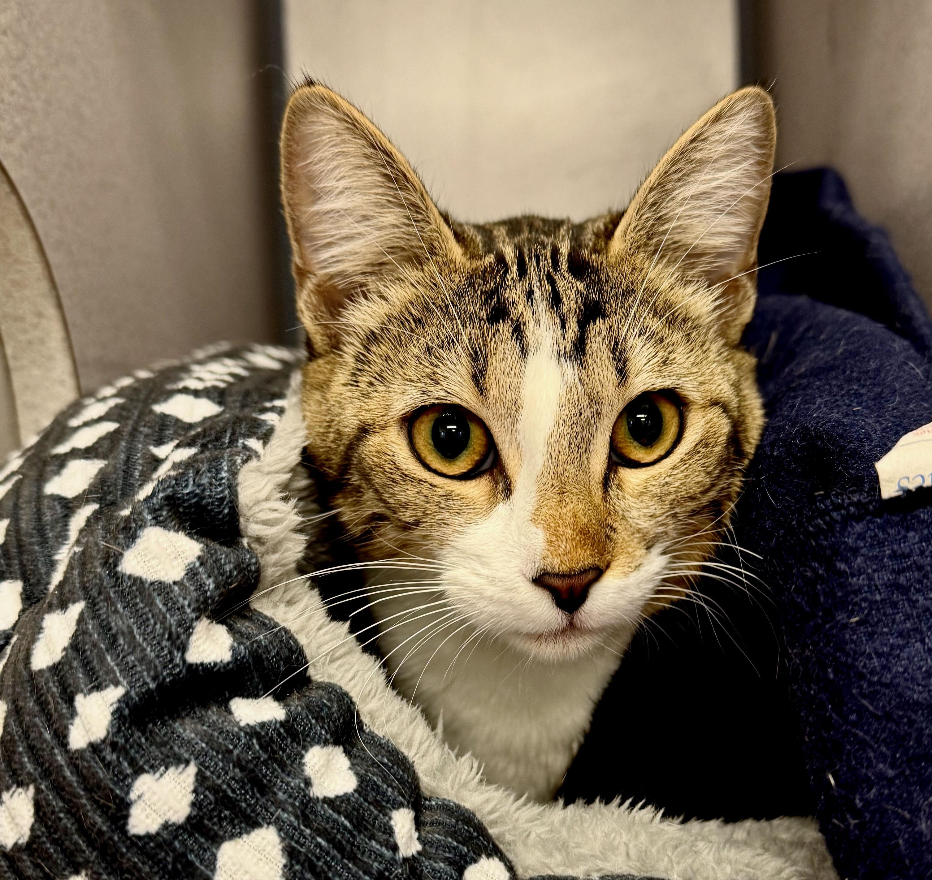 Enlarge Pudgy, a Adoptable Domestic Short Hair in Gardnerville, NV image 1/3