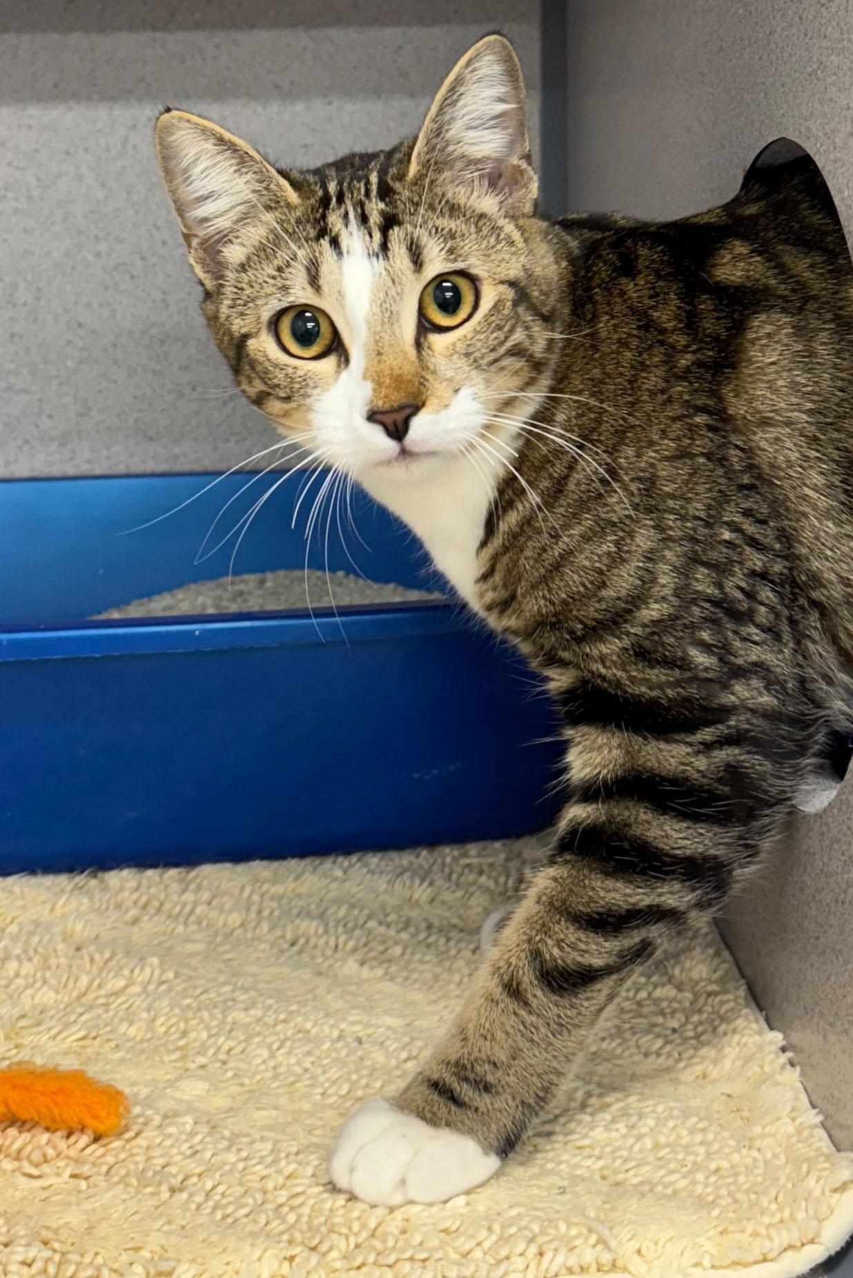 Enlarge Pudgy, a Adoptable Domestic Short Hair in Gardnerville, NV image 2/3