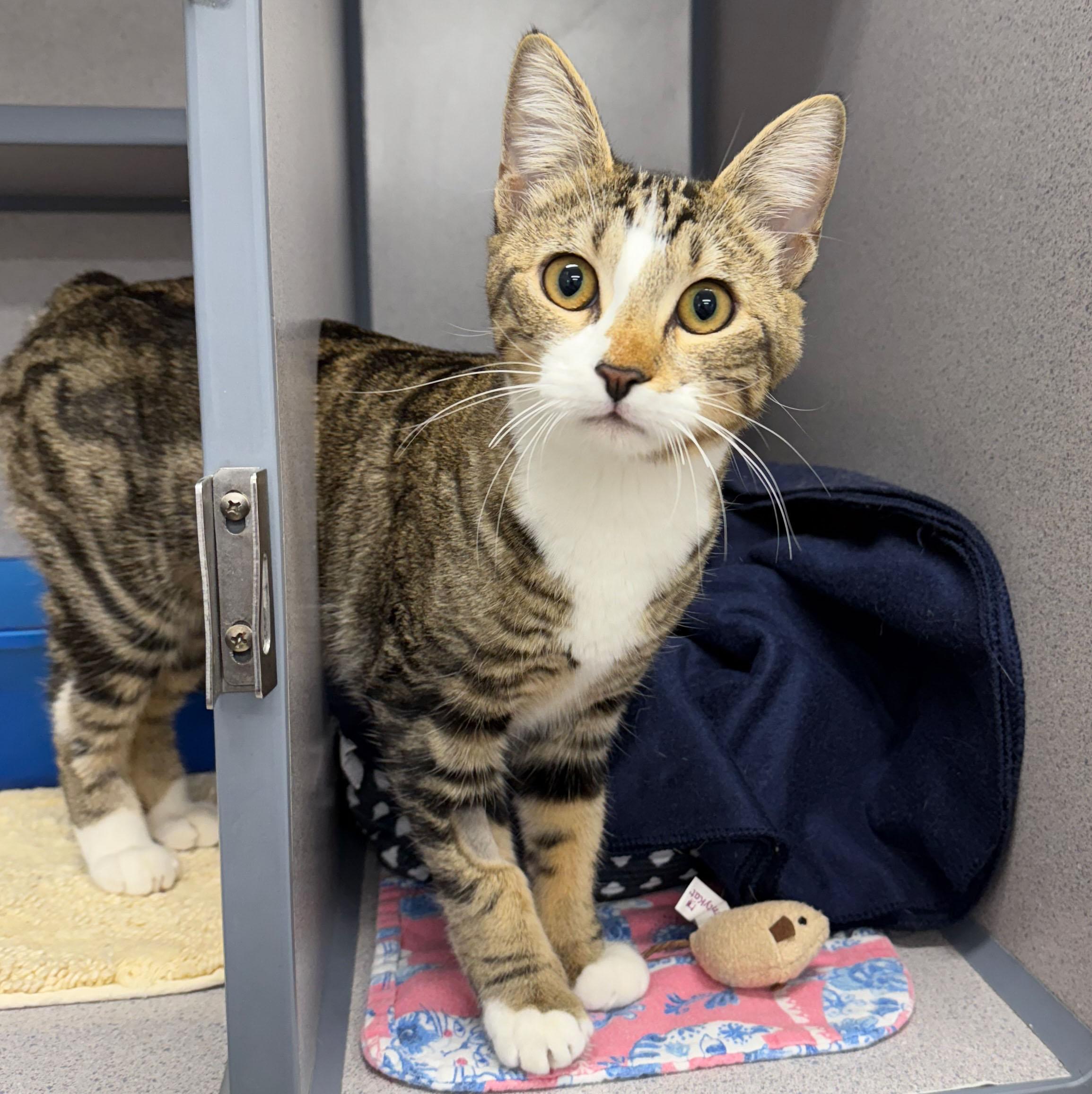 Enlarge Pudgy, a Adoptable Domestic Short Hair in Gardnerville, NV image 3/3