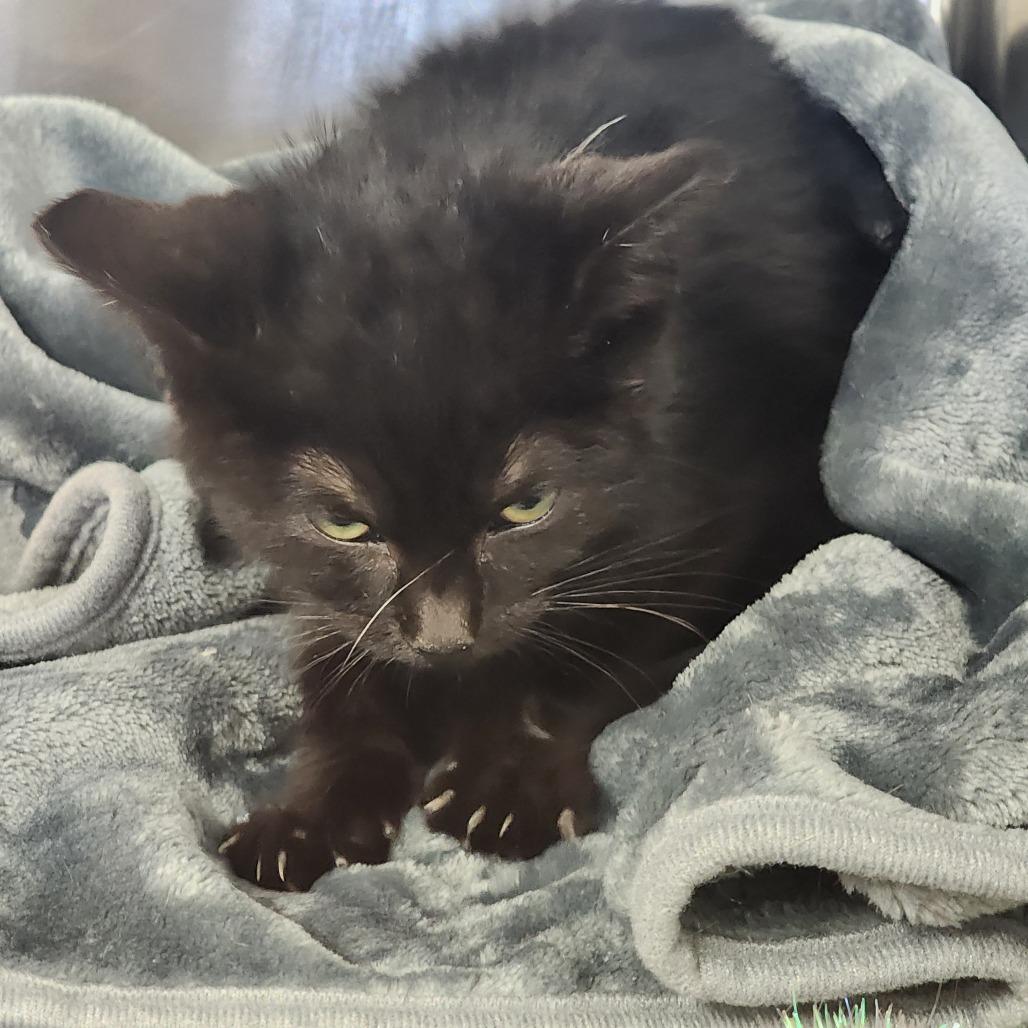 Binx, Adoptable, Kitten Male Domestic Short Hair.