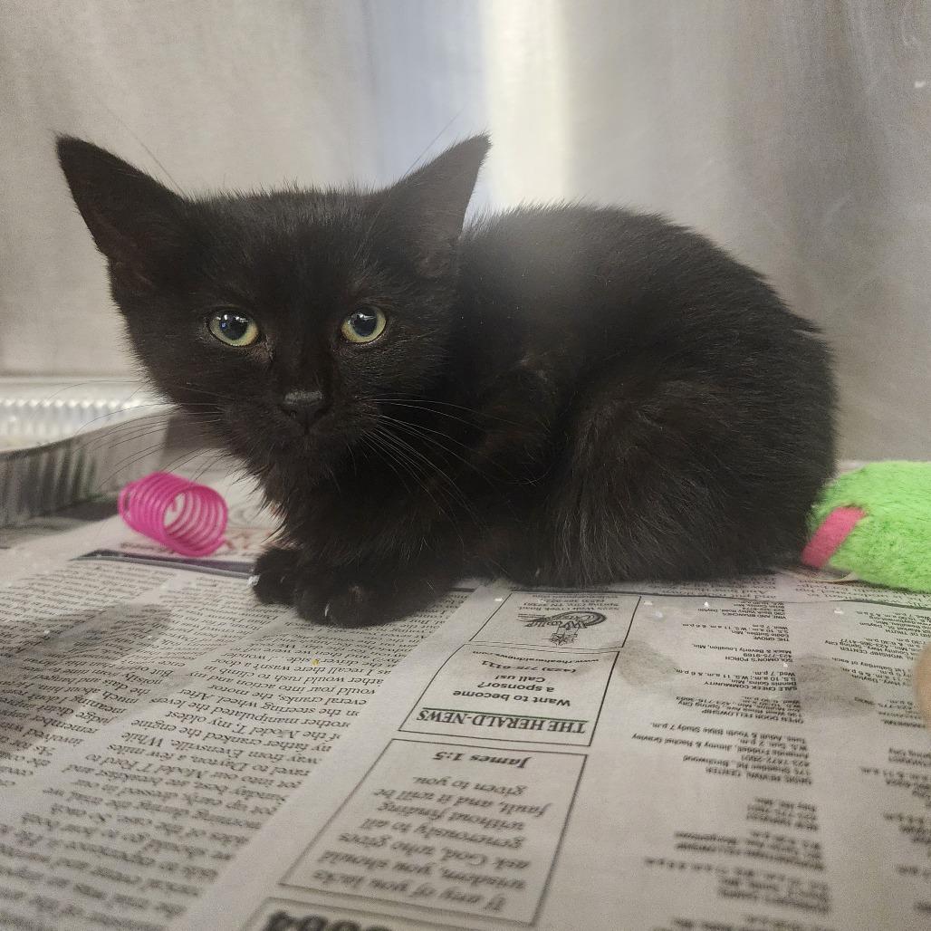 Enlarge Binx, a Adoptable Domestic Short Hair in Evensville, TN image 2/5