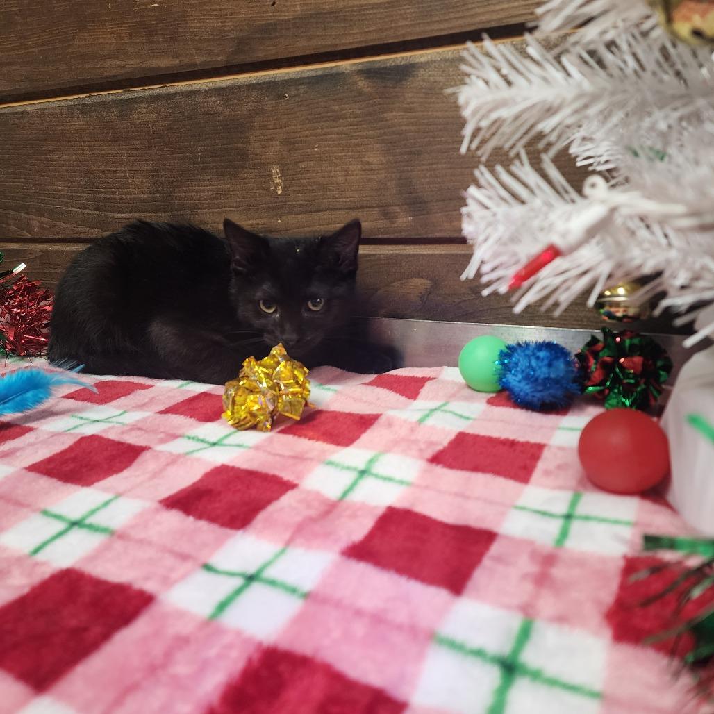 Enlarge Binx, a Adoptable Domestic Short Hair in Evensville, TN image 3/5