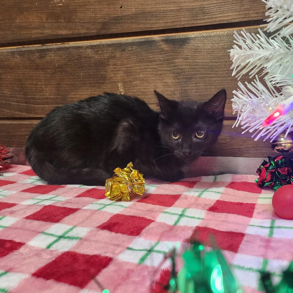 Enlarge Binx, a Adoptable Domestic Short Hair in Evensville, TN image 4/5