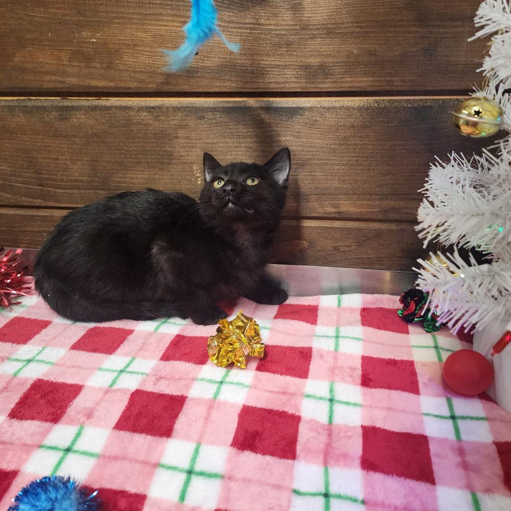 Enlarge Binx, a Adoptable Domestic Short Hair in Evensville, TN image 5/5