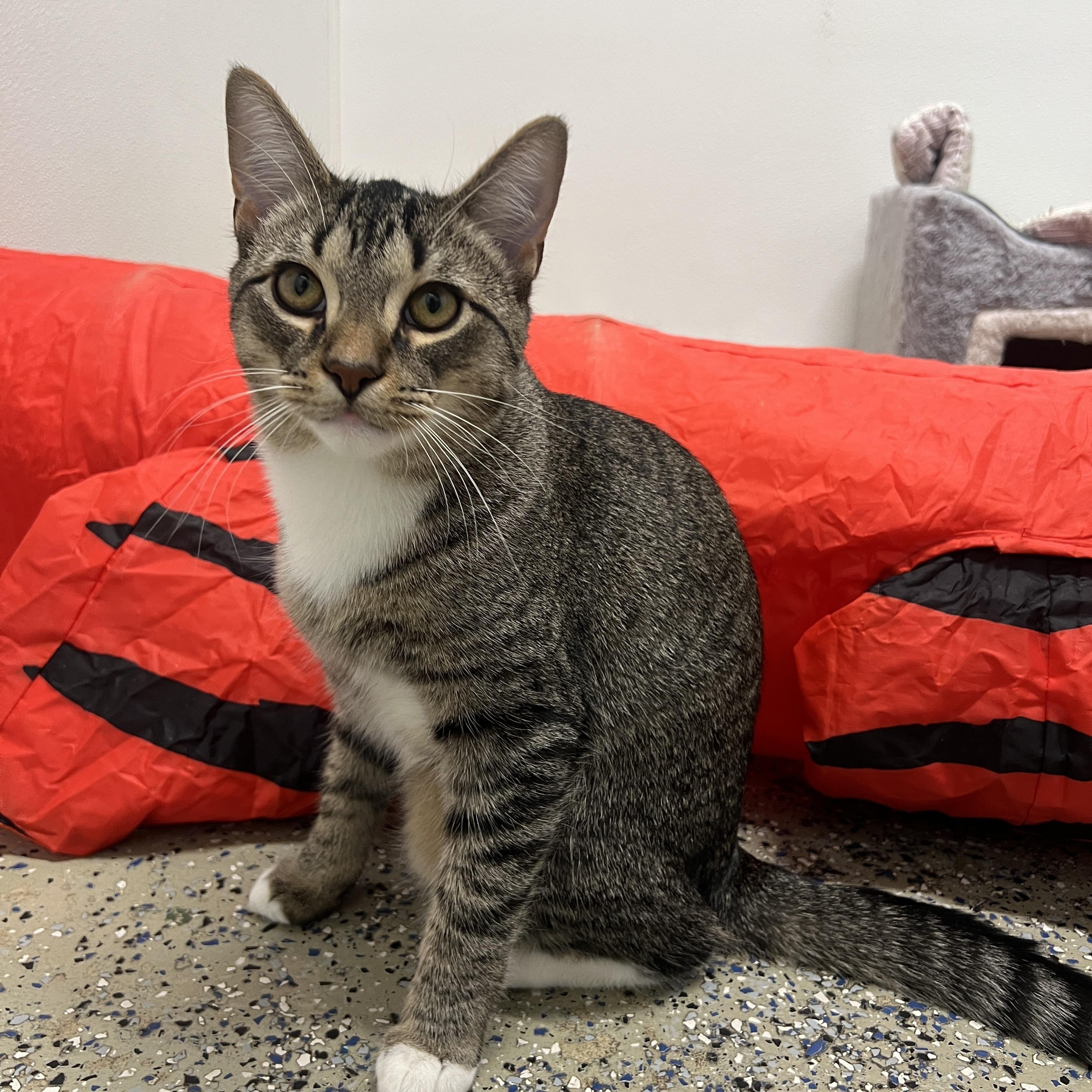 Enlarge Rocco, a Adoptable Domestic Short Hair in Frankenmuth, MI image 5/5