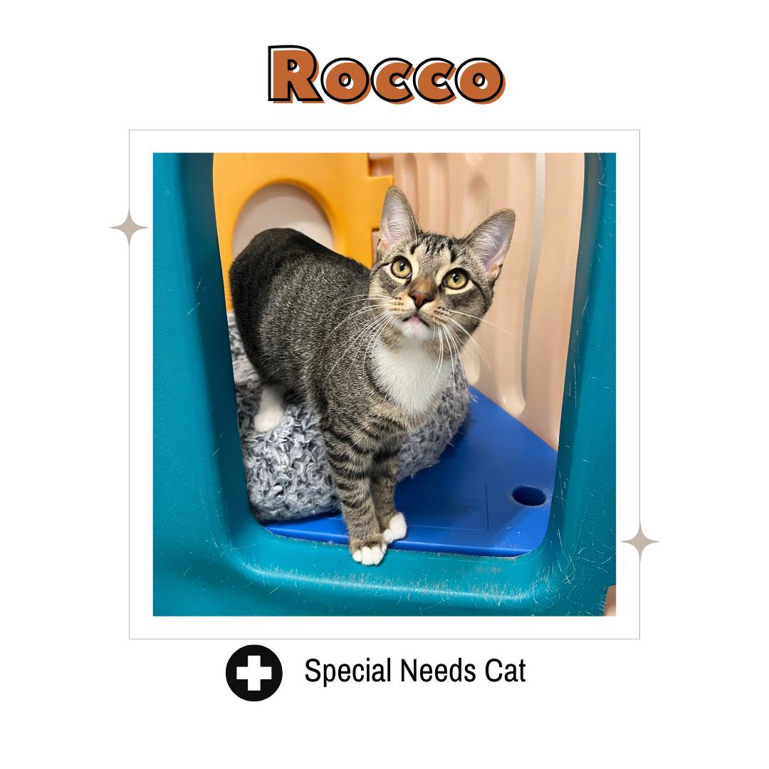 Rocco, Adoptable, Young Male Domestic Short Hair.