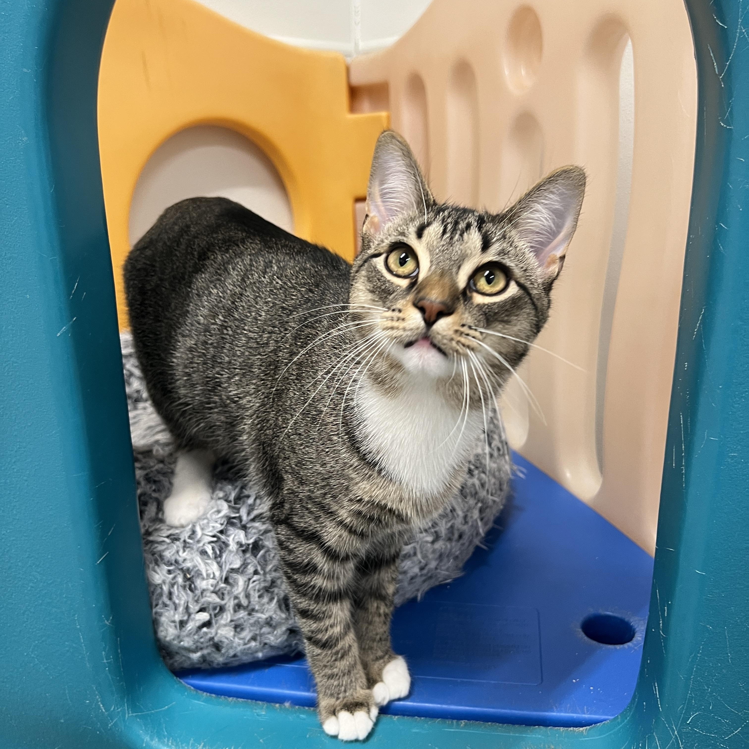 Enlarge Rocco, a Adoptable Domestic Short Hair in Frankenmuth, MI image 1/5