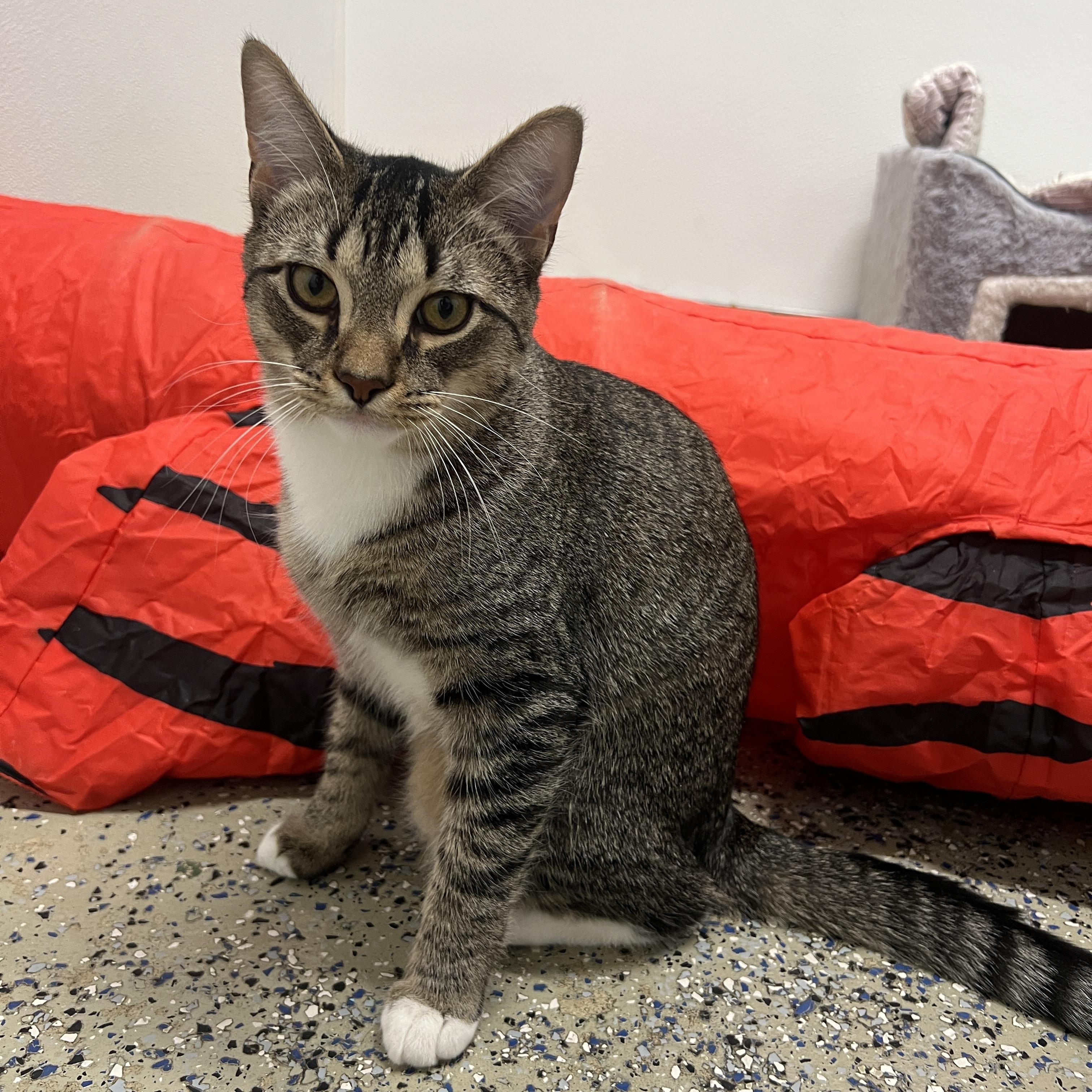 Enlarge Rocco, a Adoptable Domestic Short Hair in Frankenmuth, MI image 3/5