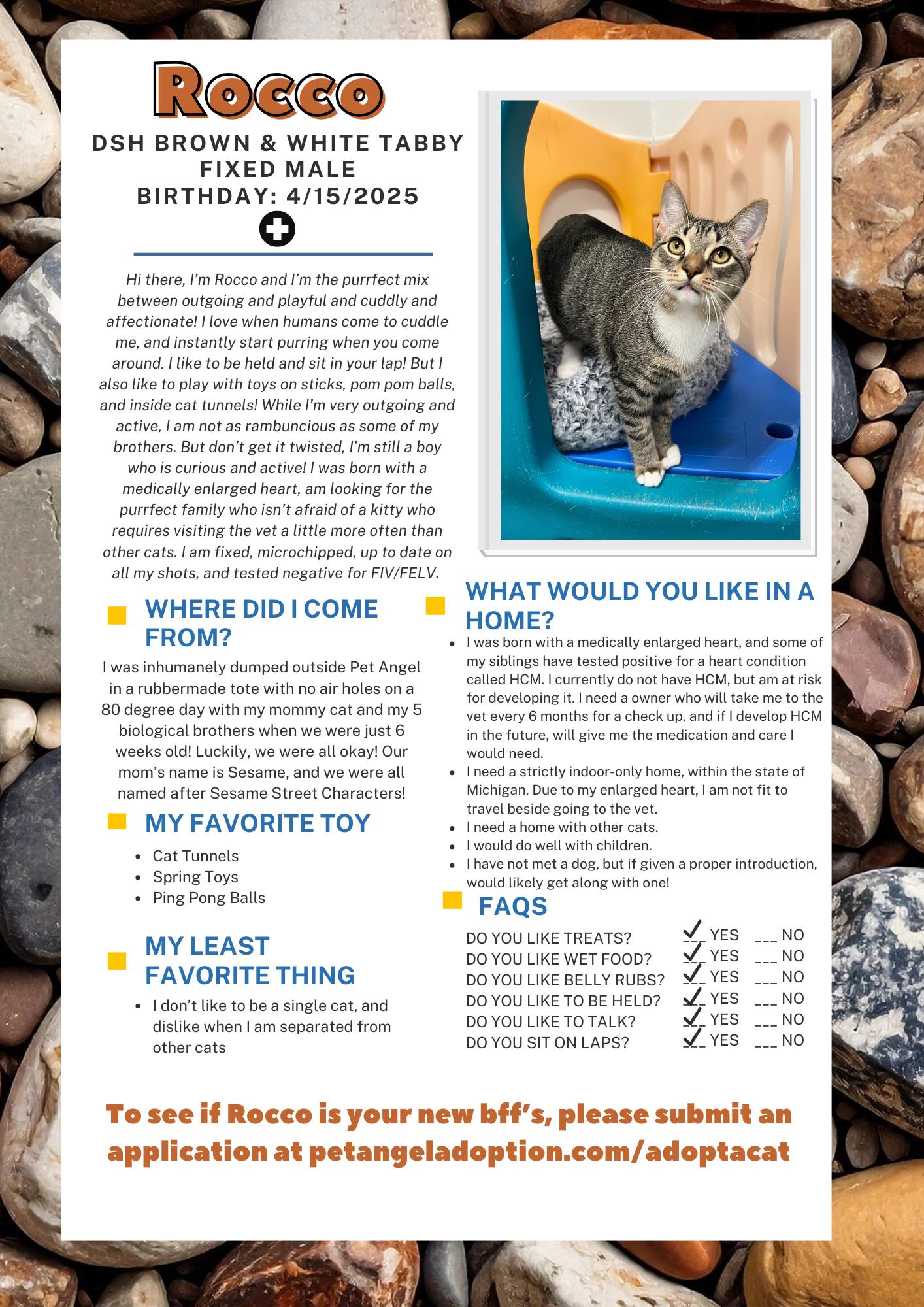 Enlarge Rocco, a Adoptable Domestic Short Hair in Frankenmuth, MI image 2/5