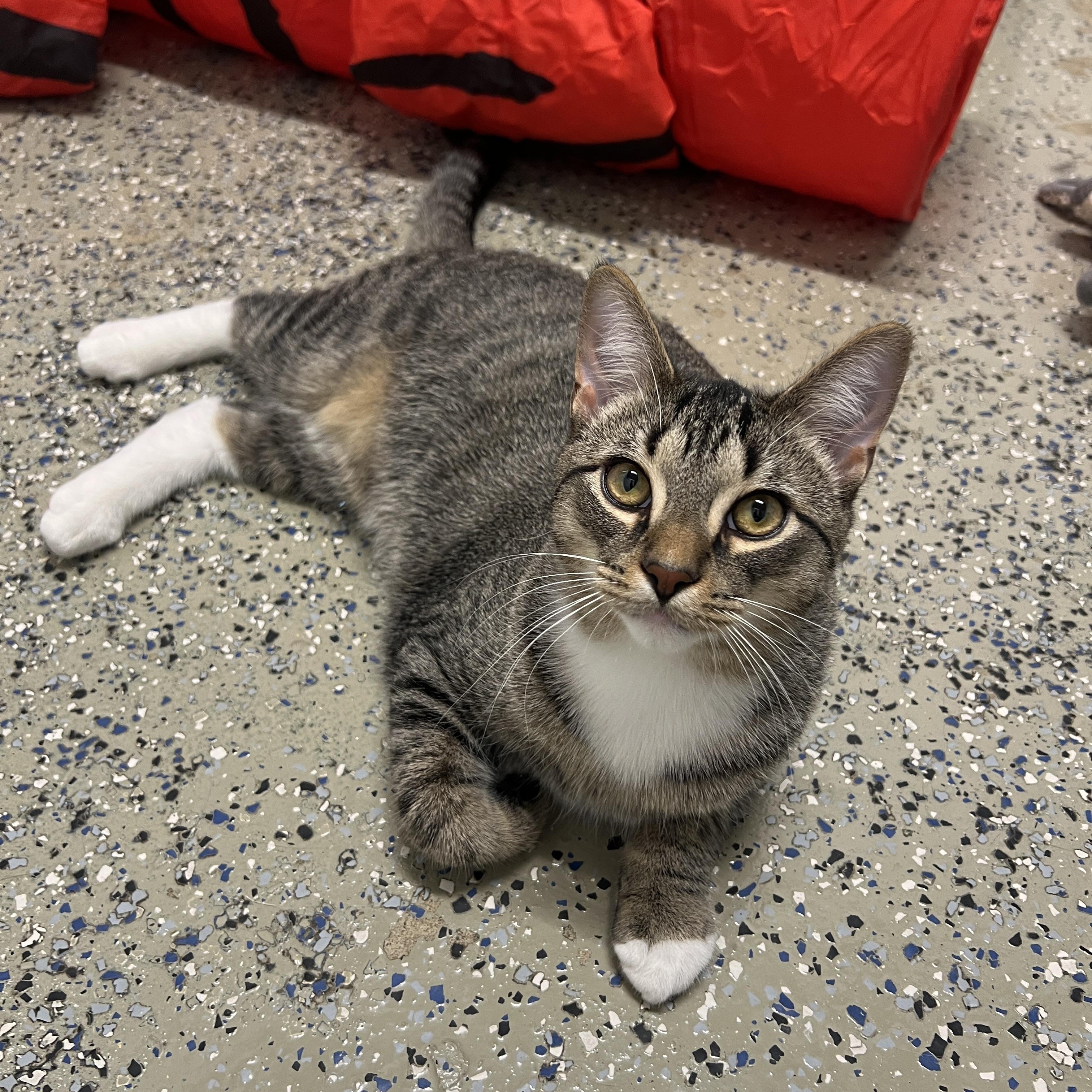 Enlarge Rocco, a Adoptable Domestic Short Hair in Frankenmuth, MI image 4/5