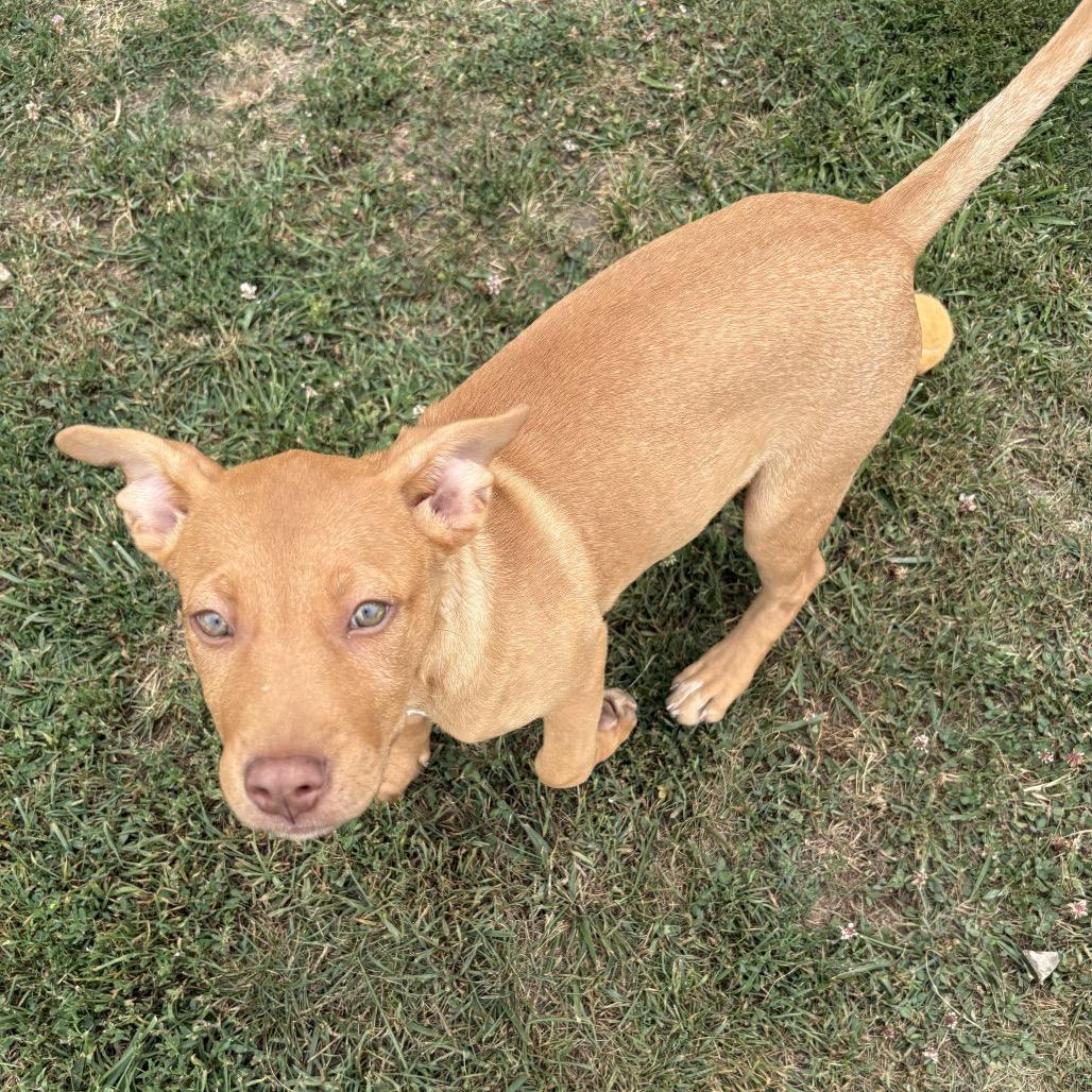 Aspen 15D26, Adoptable, Puppy Female Mixed Breed.