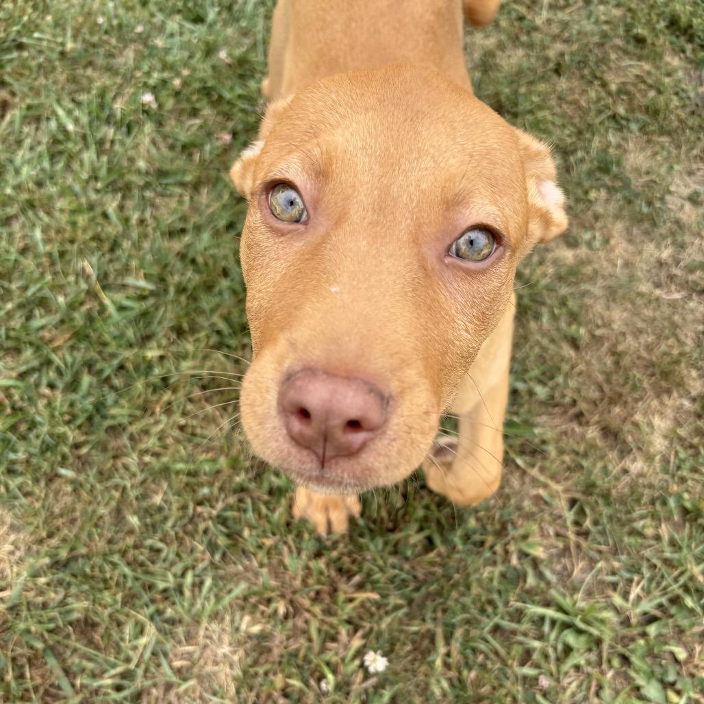 Enlarge Aspen 15D26, a Adoptable Mixed Breed in Napoleon, OH image 2/6
