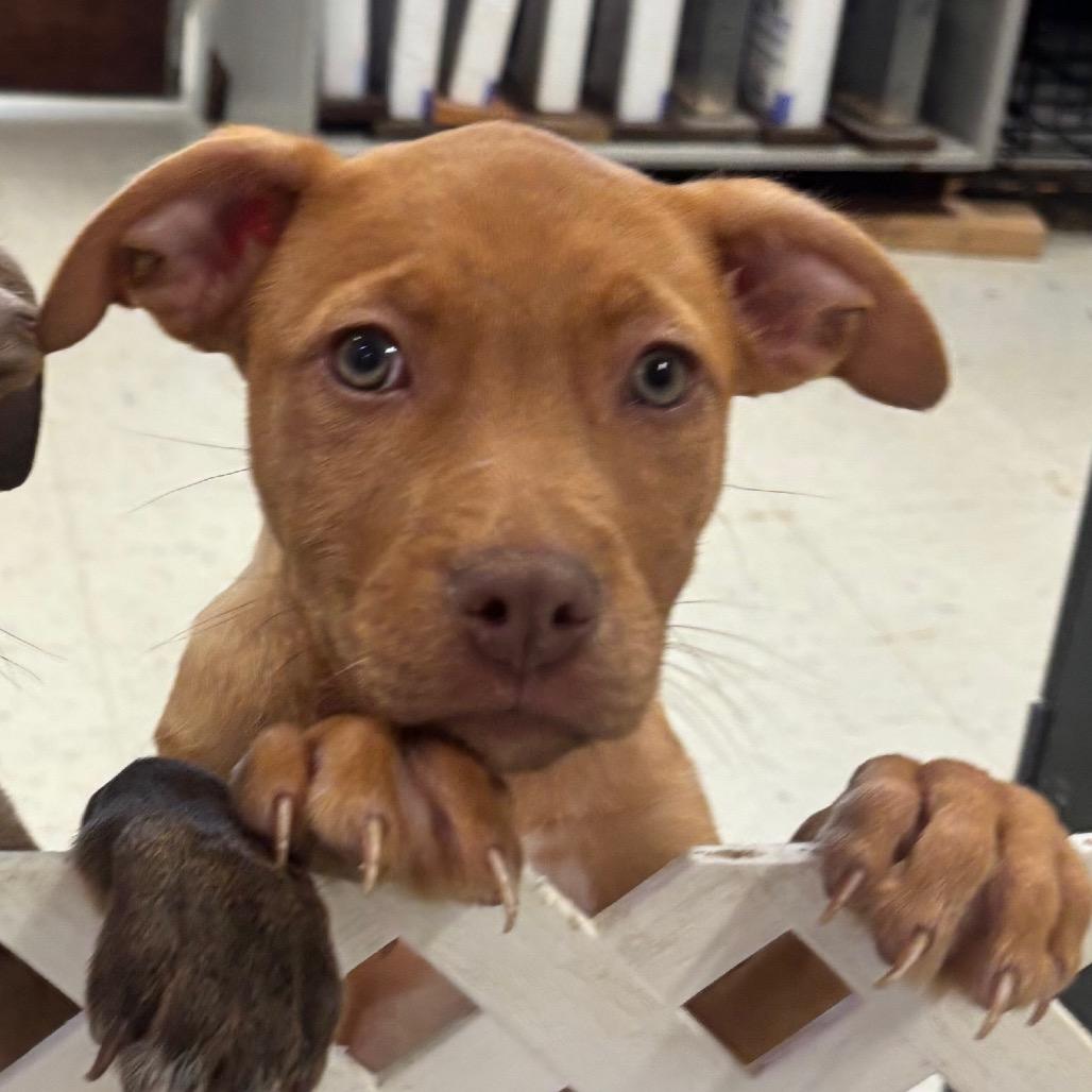 Enlarge Aspen 15D26, a Adoptable Mixed Breed in Napoleon, OH image 3/6