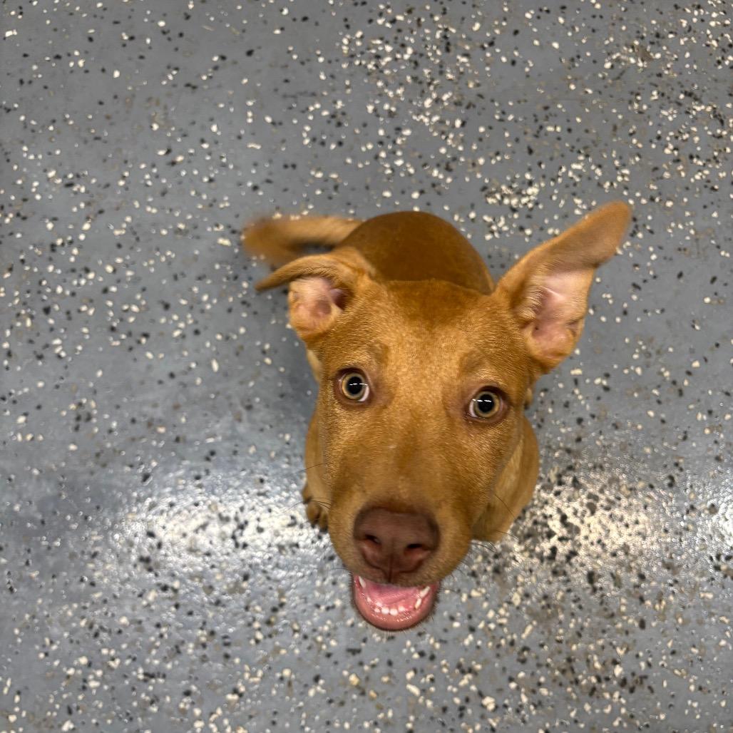 Enlarge Aspen 15D26, a Adoptable Mixed Breed in Napoleon, OH image 4/6