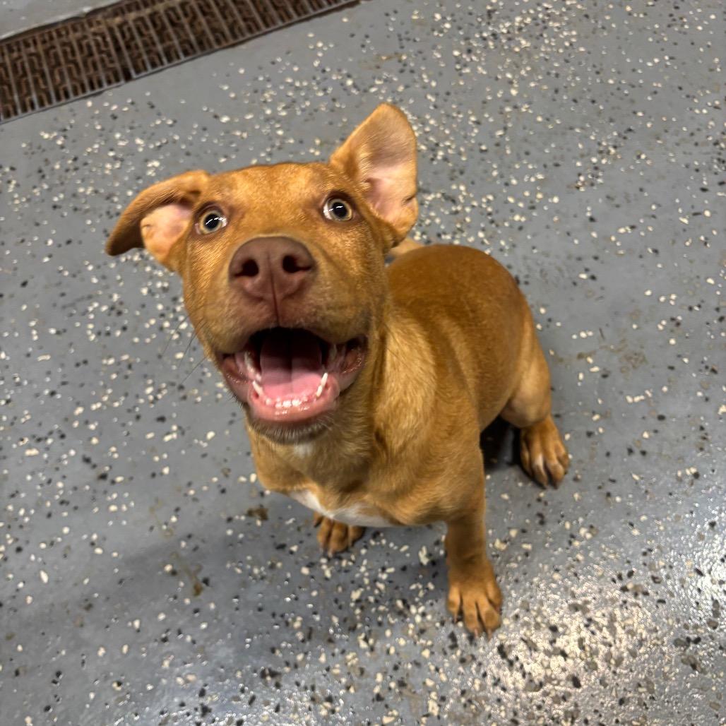 Enlarge Aspen 15D26, a Adoptable Mixed Breed in Napoleon, OH image 5/6